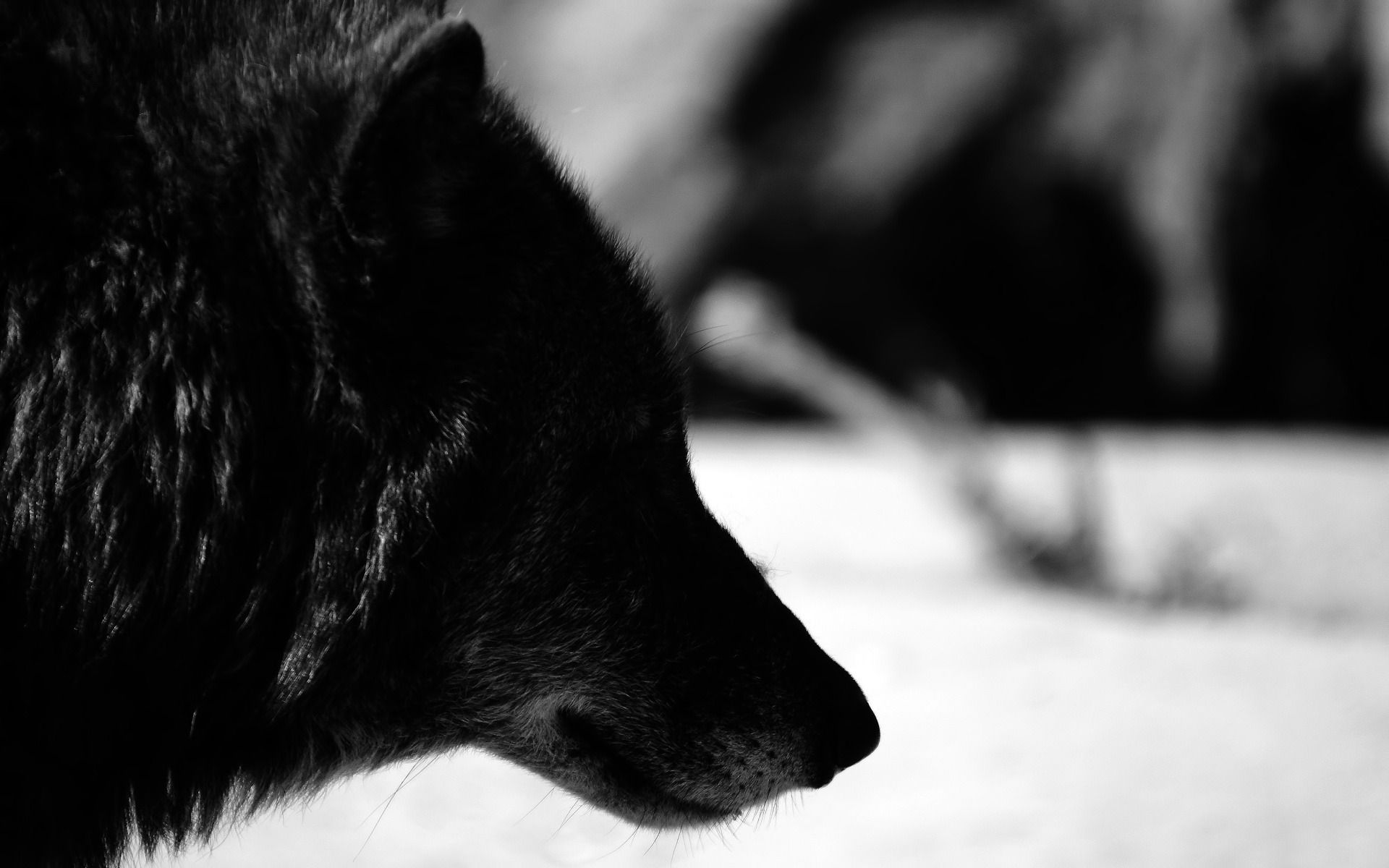 Lupo nero profilo bianco e nero, 1920x1200 Full HD+, PC