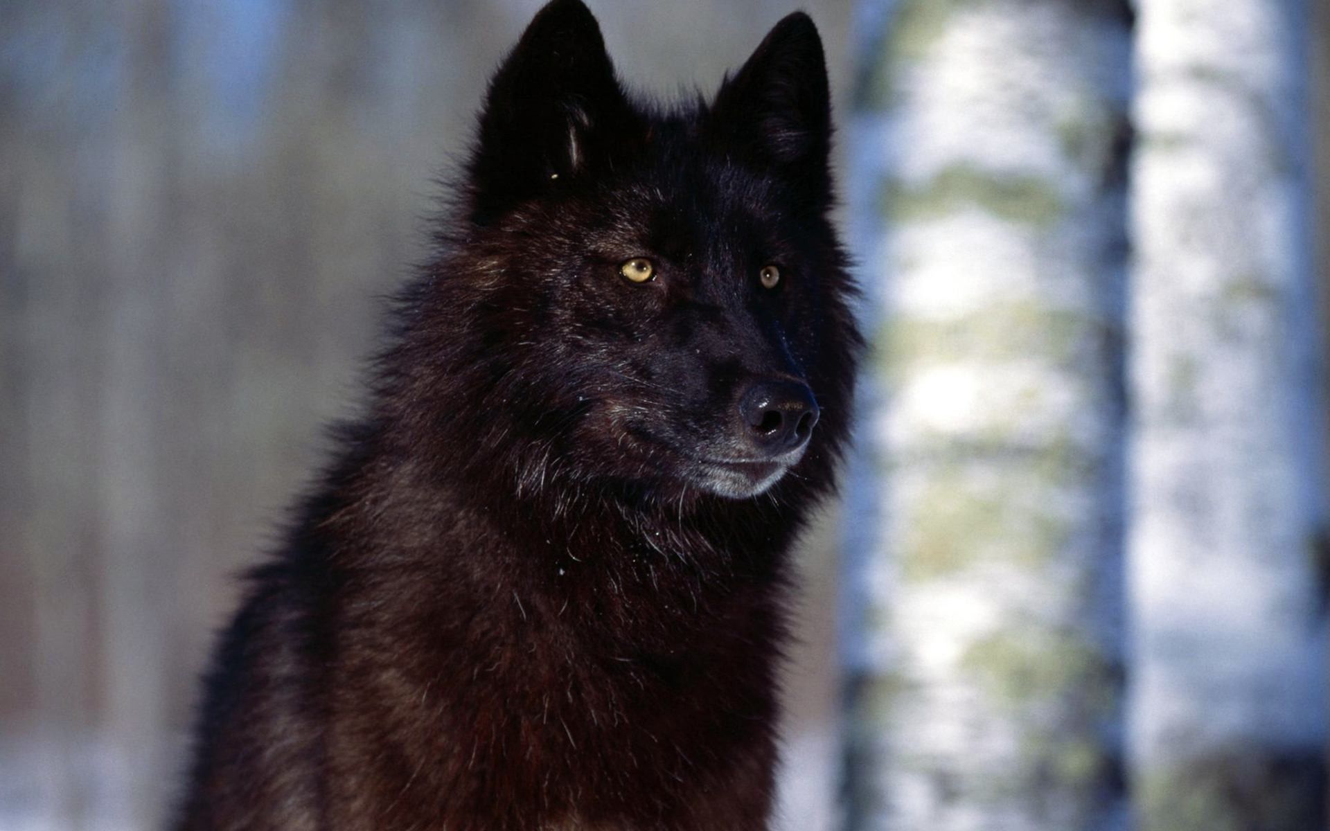 Lupo nero nella foresta, 1920x1200 Full HD+ WUXGA, iMac