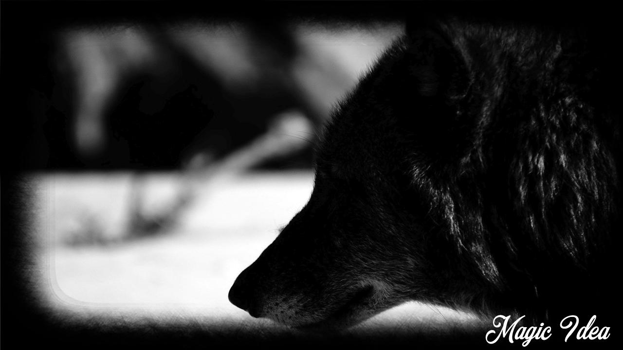 Lupo nero profilo bianco/nero, 1280x720 HD, PC Desktop