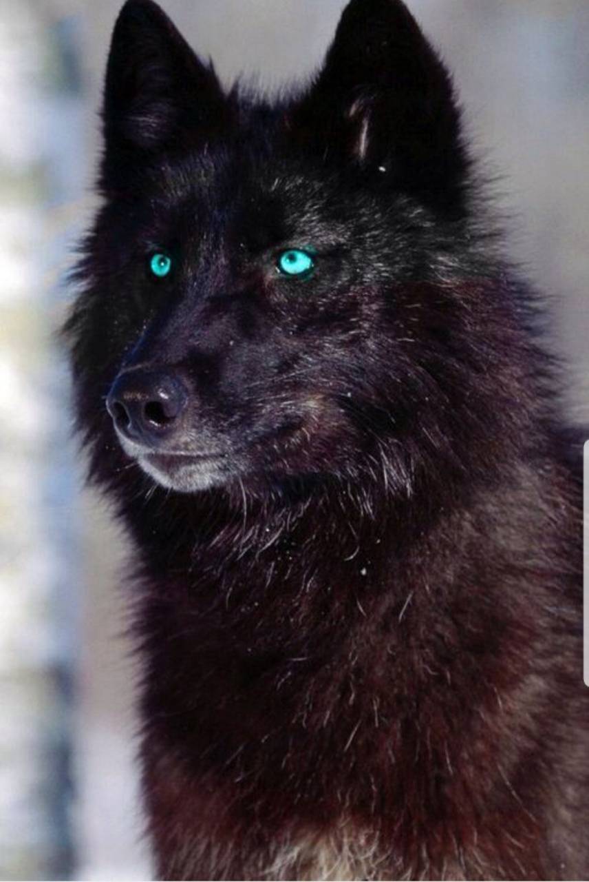 Lupo nero occhi azzurri, 856x1280 Verticale, Xiaomi