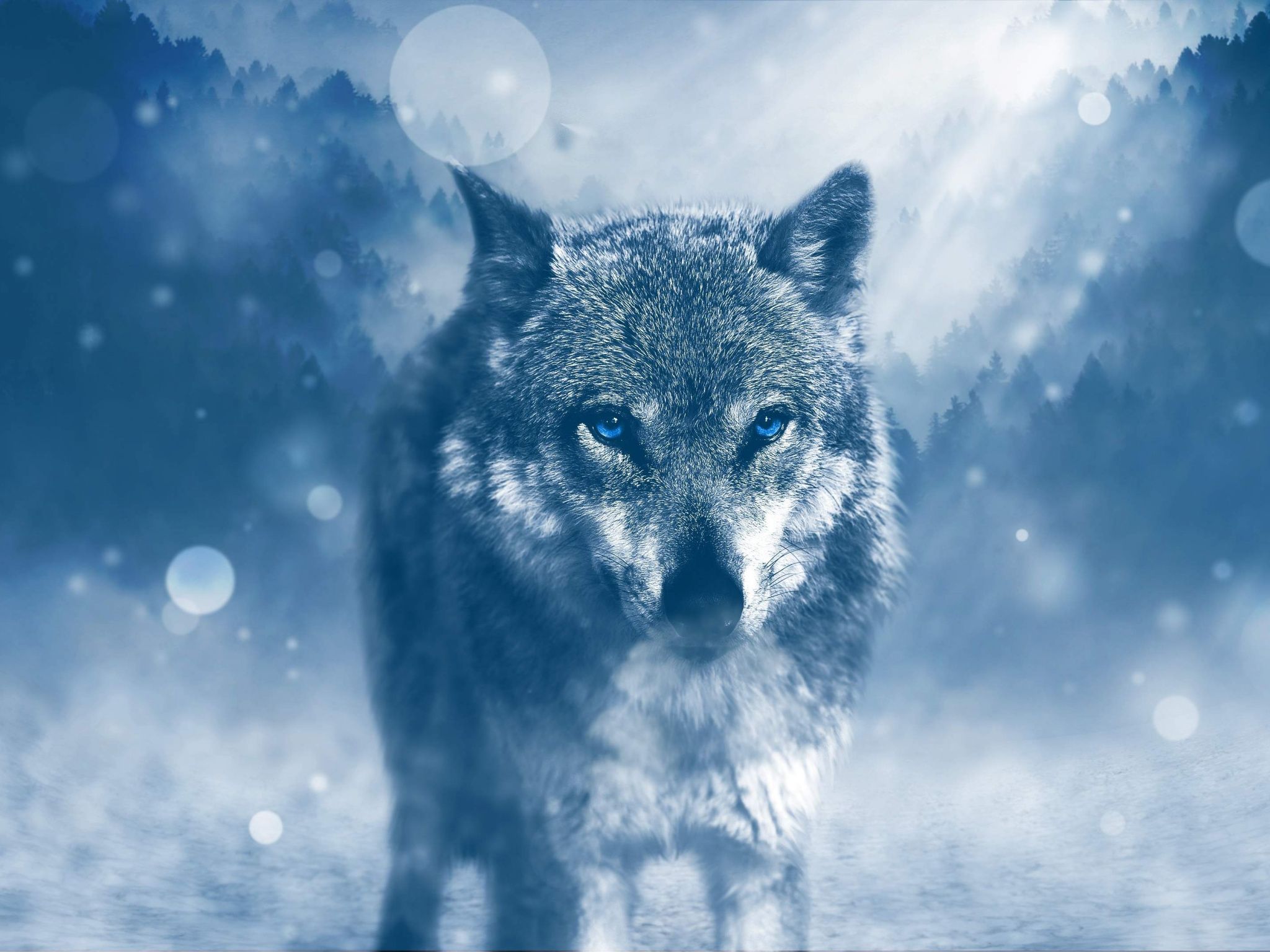 Lupo grigio nella neve, 2048x1536 2K, Desktop