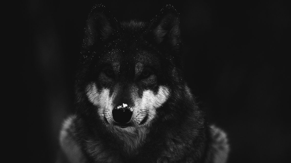 Lupo nero sguardo intenso, 1191x670 HD, Desktop