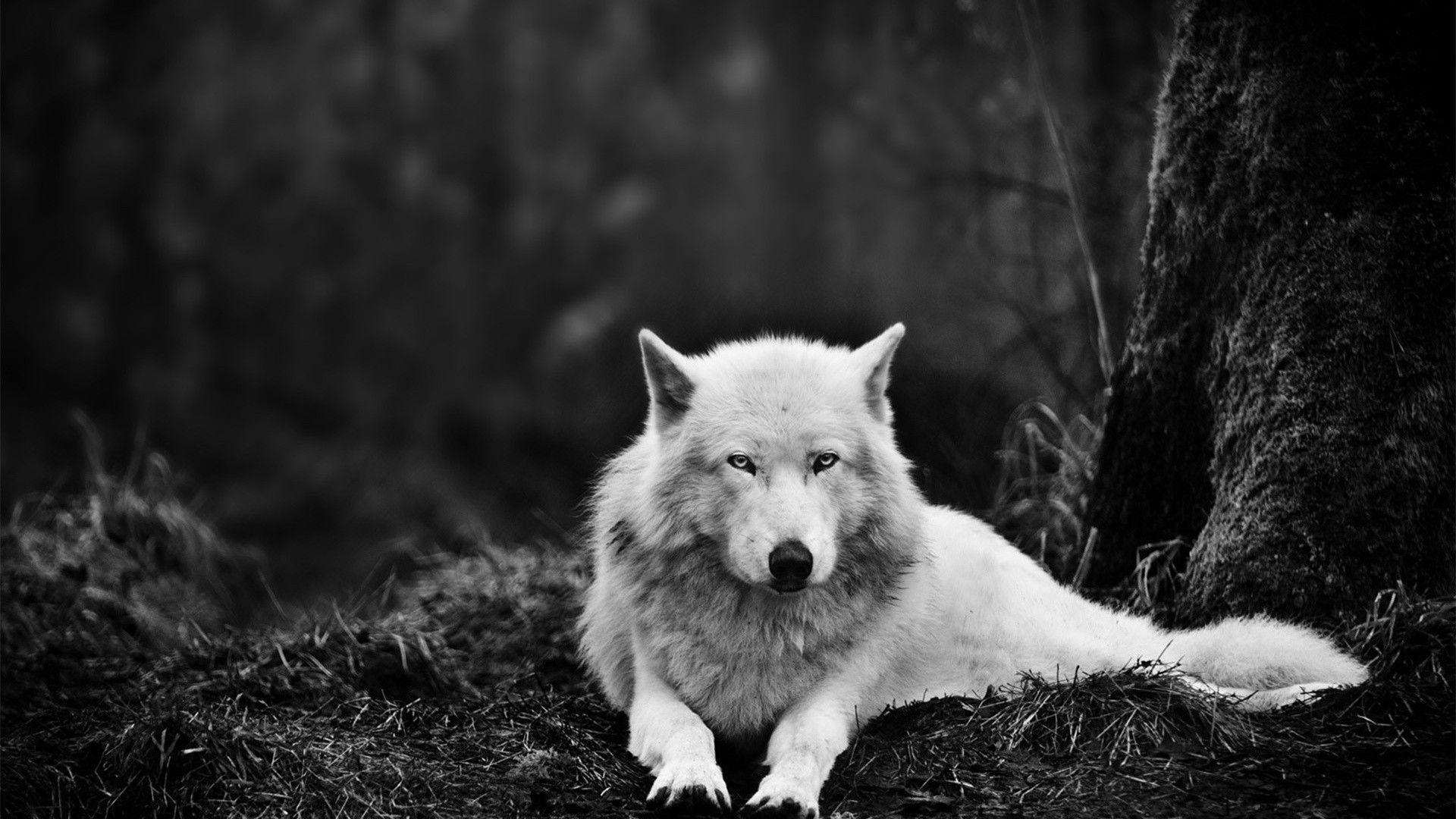 Lupo bianco nella foresta, 1920x1080 Full HD 1080p, Desktop