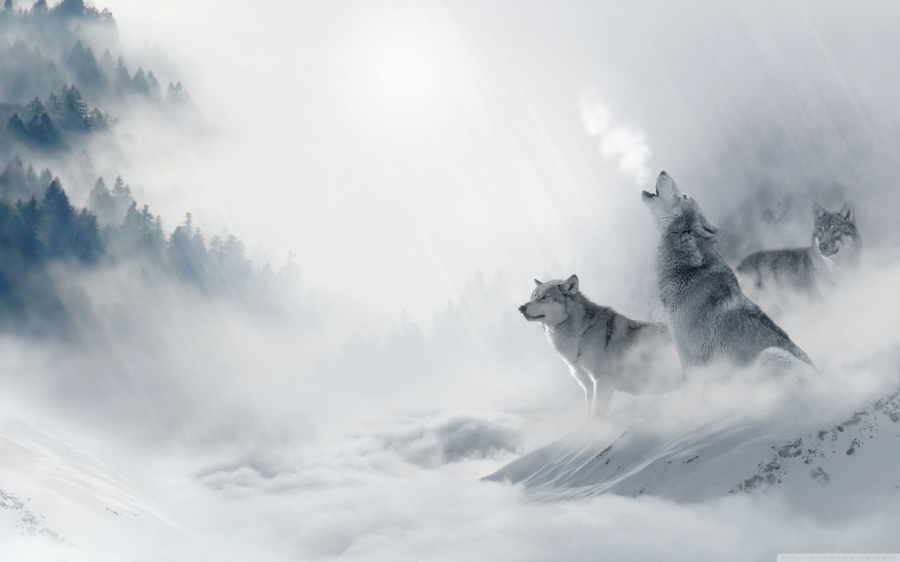 Lupi che ululano nella neve, 2880x1800 WQXGA, Monitor Gaming