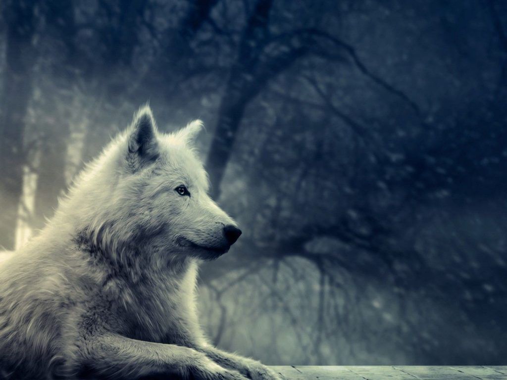 Lupo bianco nella foresta notturna, 1024x768 HD, Monitor Gaming