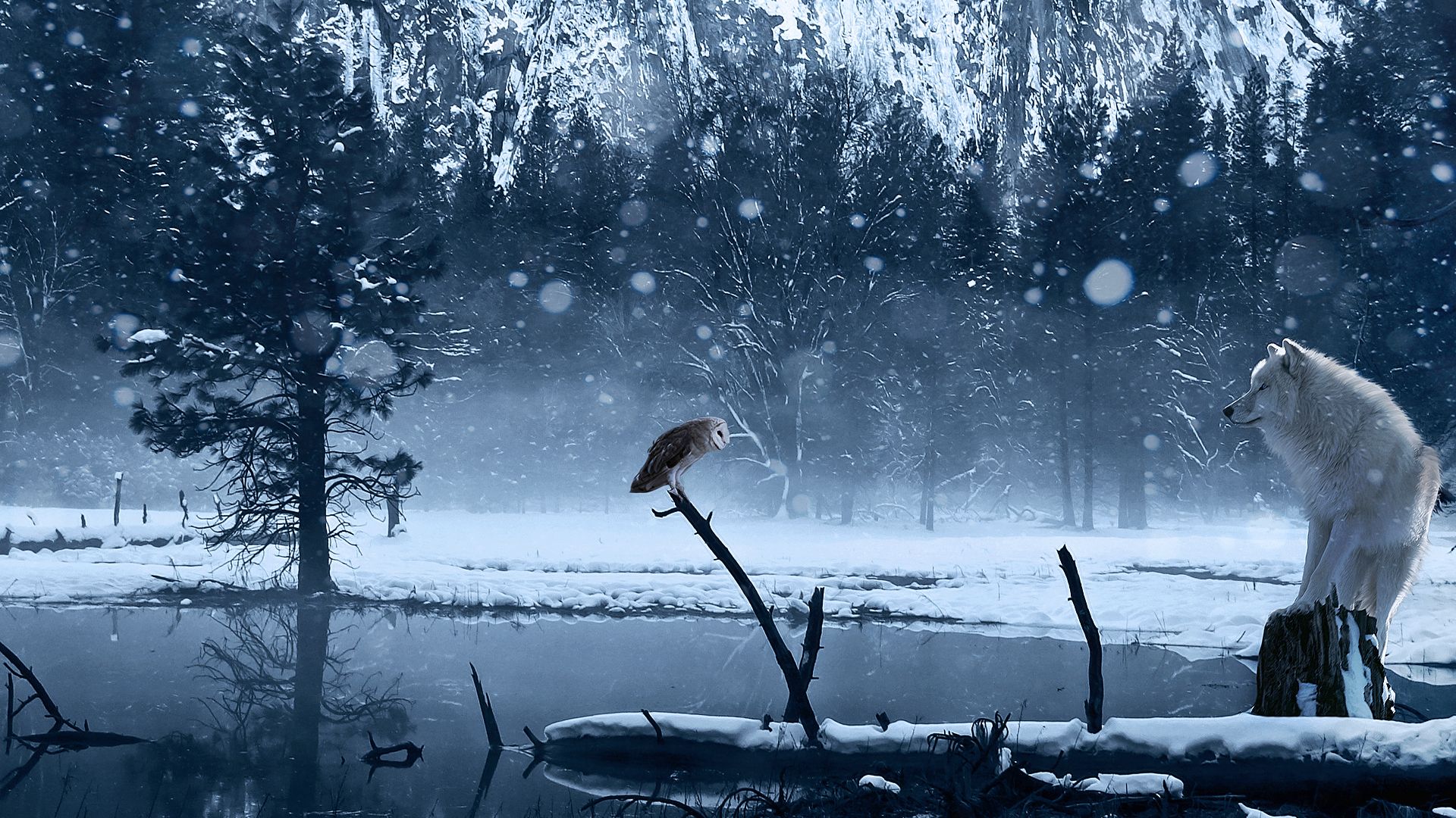 Lupo bianco nella foresta innevata, 1920x1080 1080p, PC