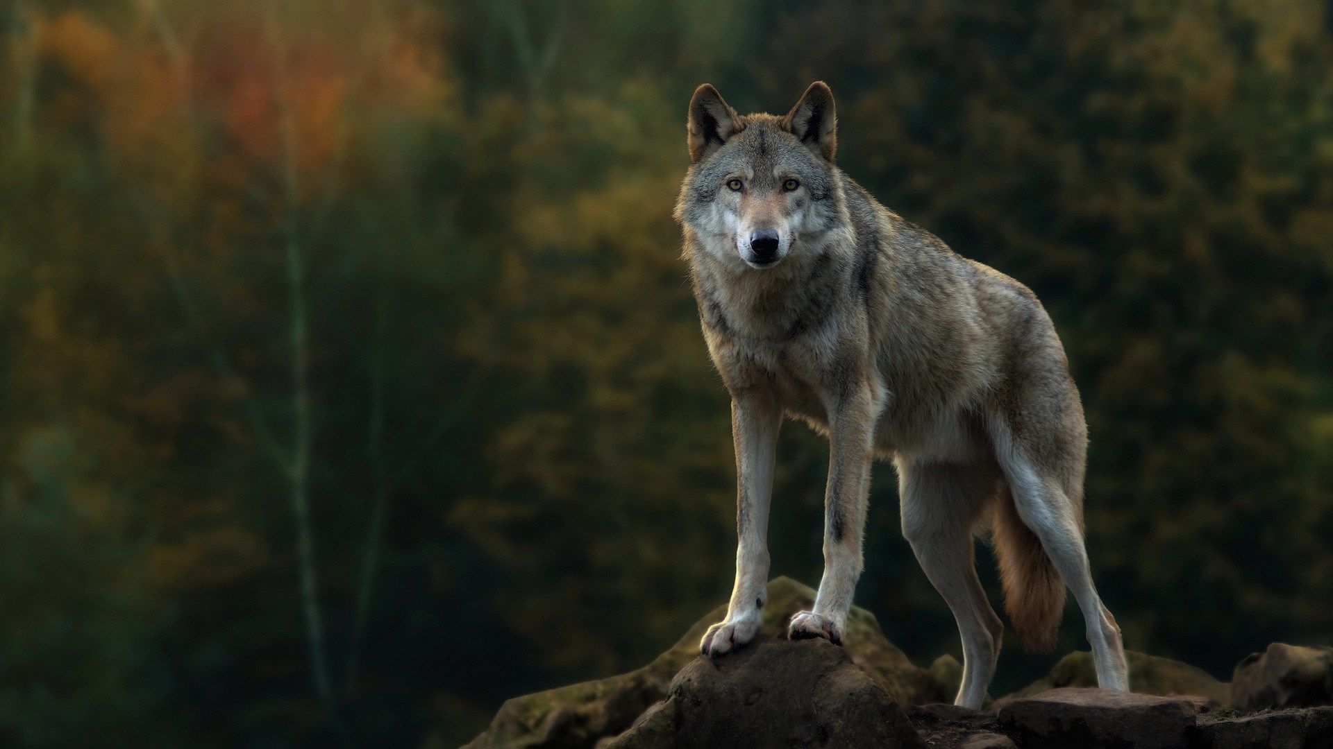 Lupo grigio su roccia, 1920x1080 Full HD 1080p, Desktop