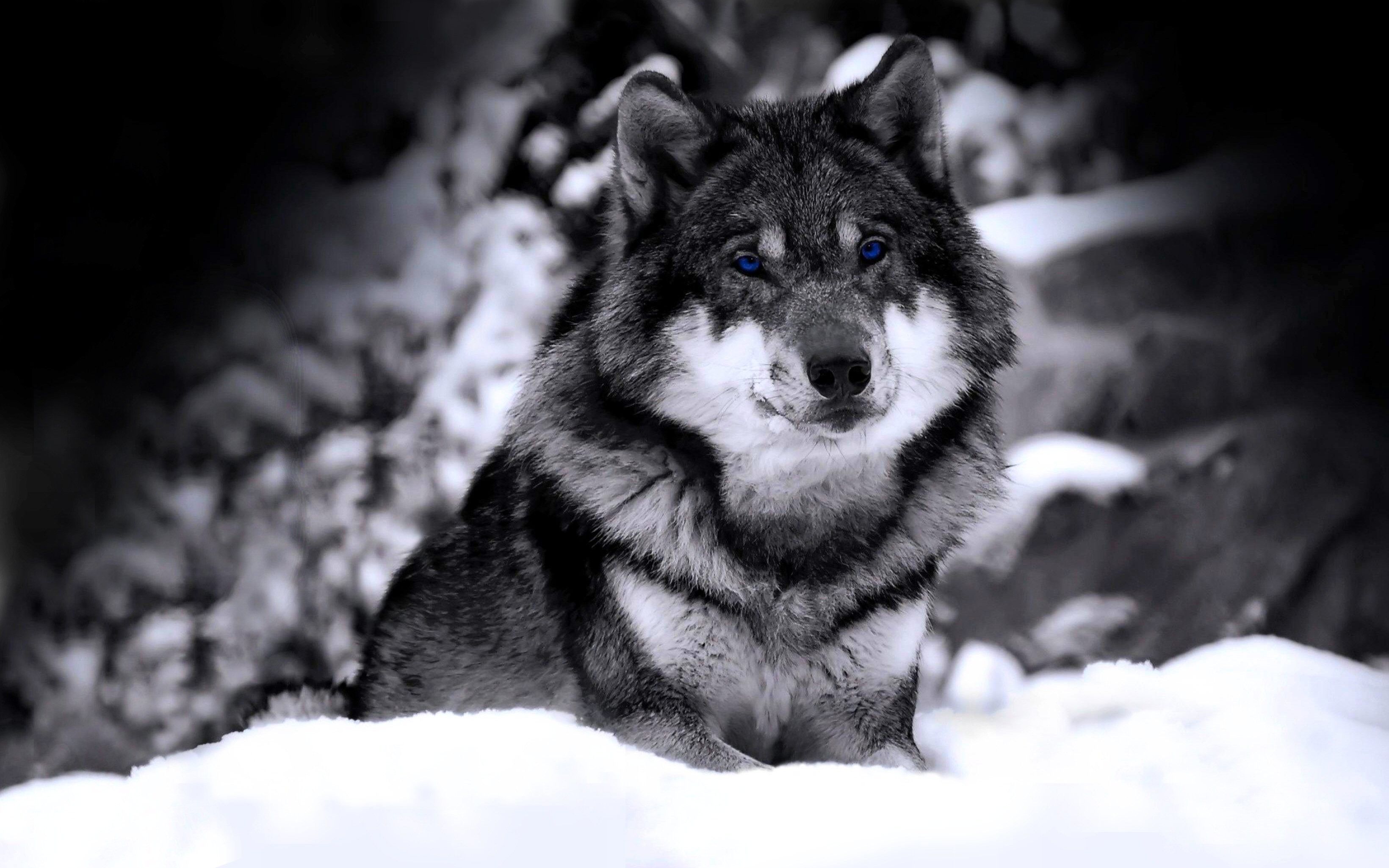 Lupo bianco e nero nella neve, 3280x2050 WQXGA, PC