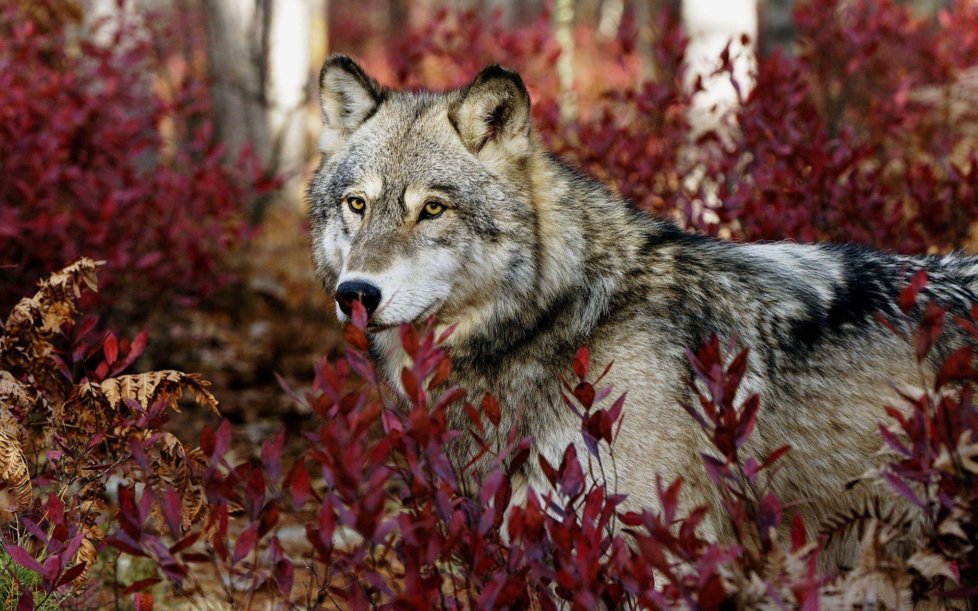 Lupo grigio tra foglie rosse, 1920x1200 WUXGA, PC Desktop