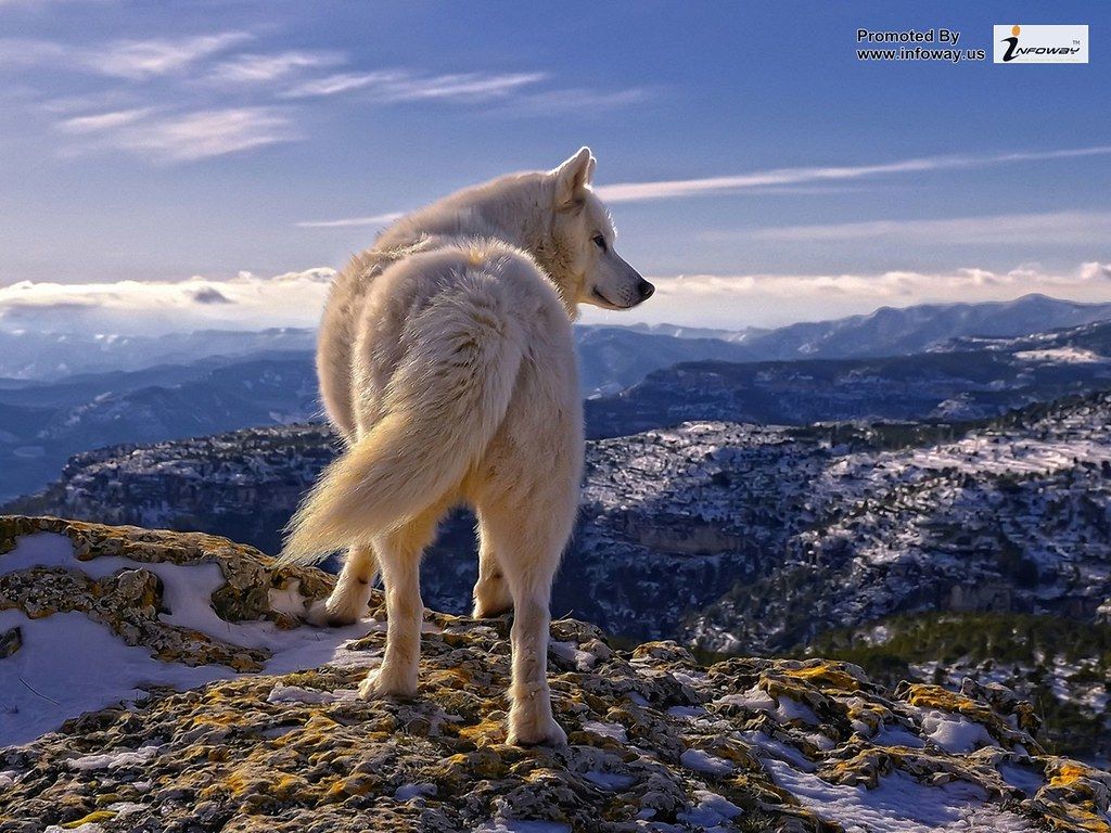 Lupo bianco in cima montagna, 1024x768 HD, Desktop