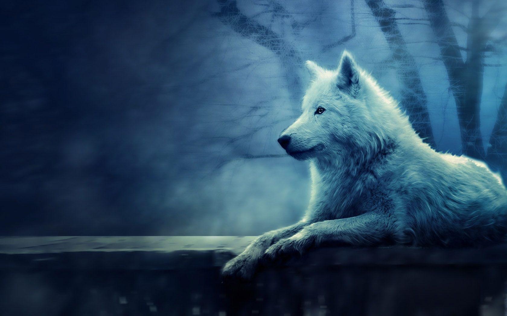 Lupo bianco nella foresta notturna, 1680x1050 900p, Monitor Gaming