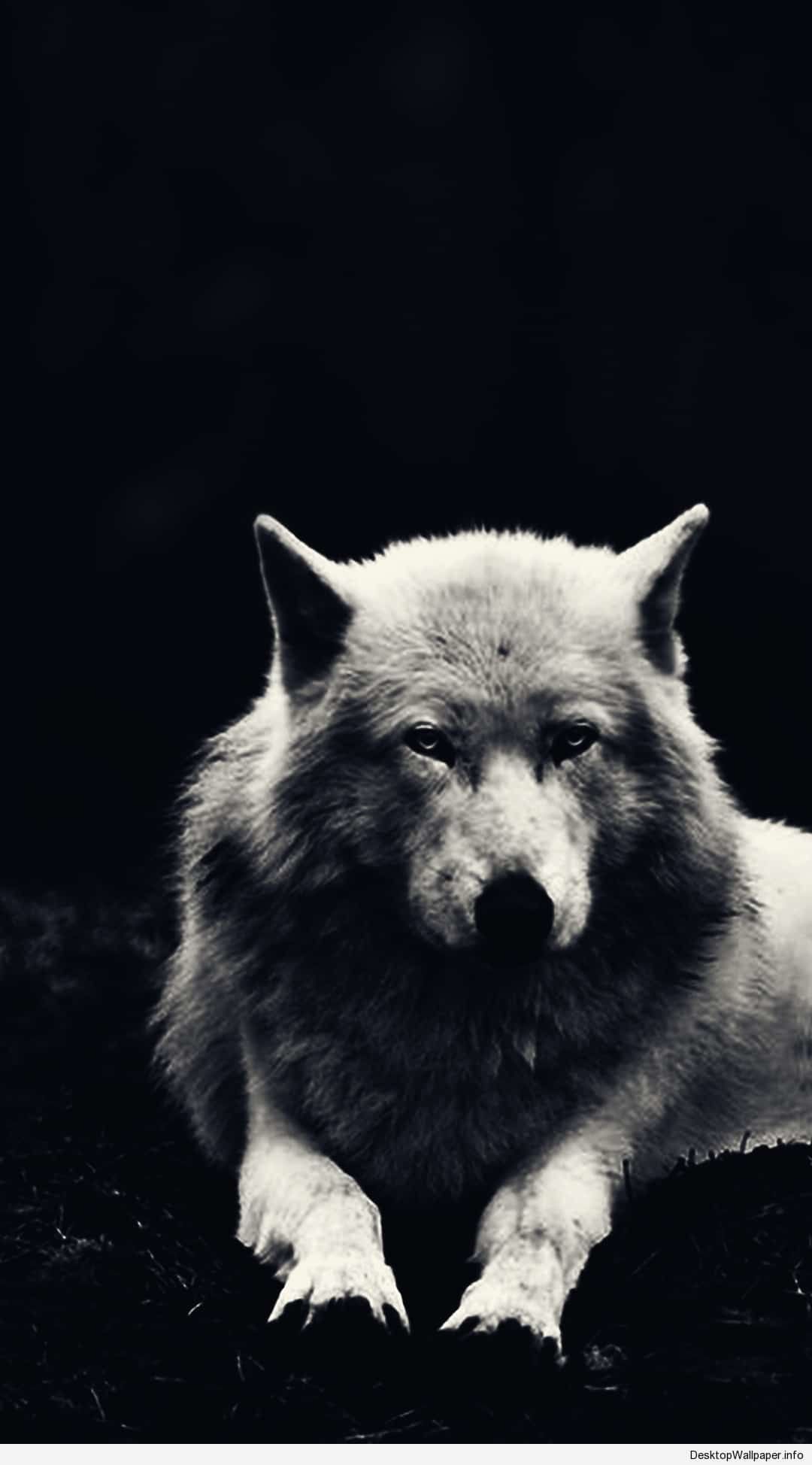 Lupo bianco su sfondo nero, 1080x1948 Verticale, Android