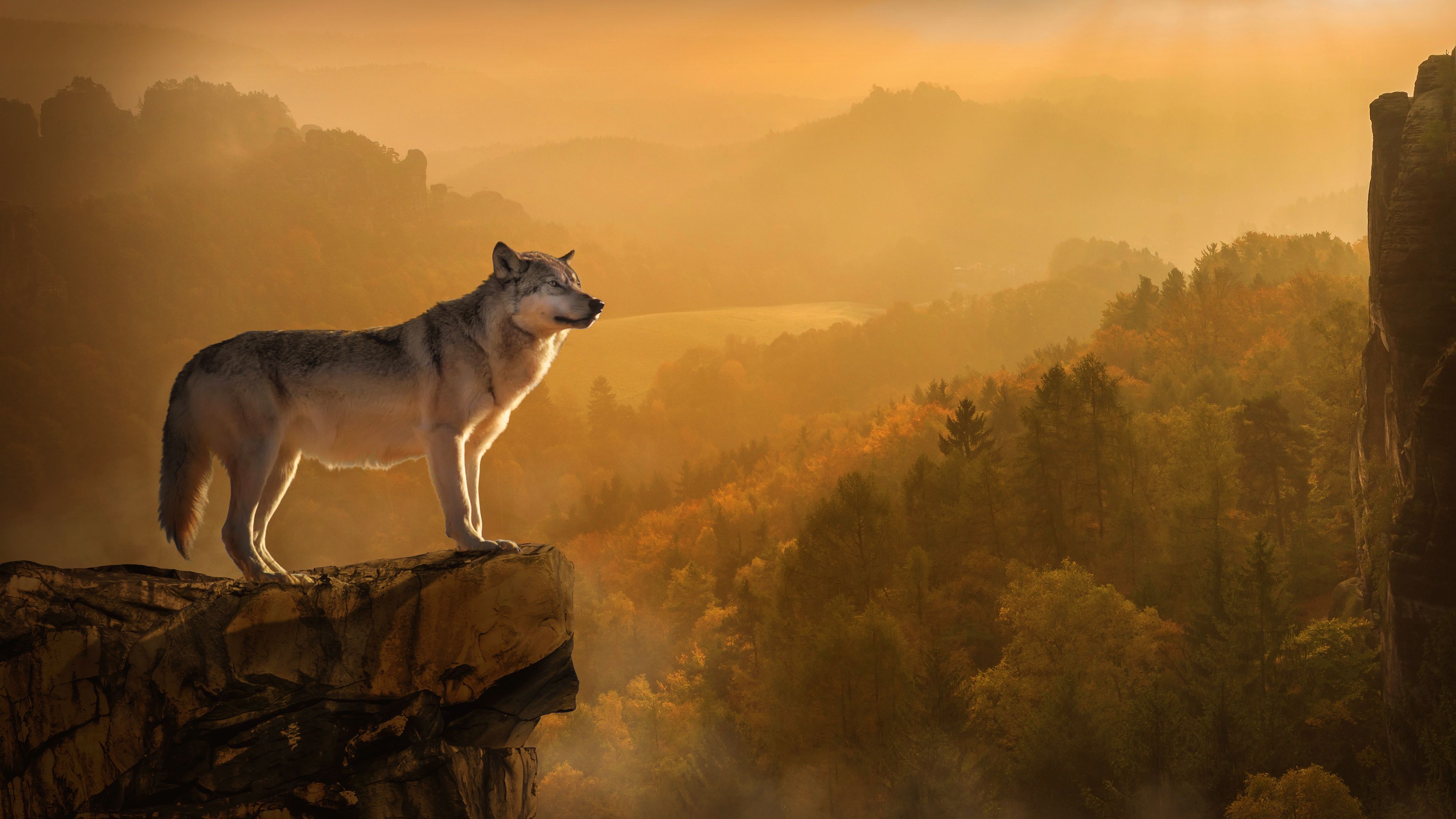 Lupo su roccia autunnale, 3840x2160 4K, PC Desktop