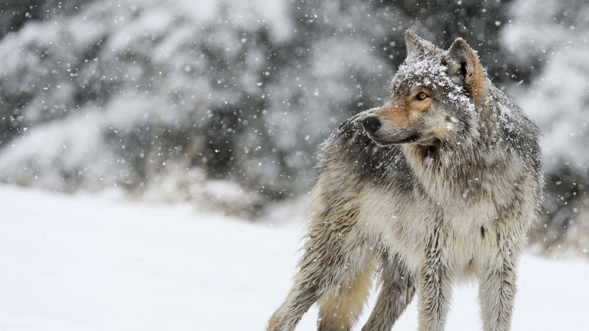 Lupo nella neve invernale, 1920x1080 Full HD 1080p, PC