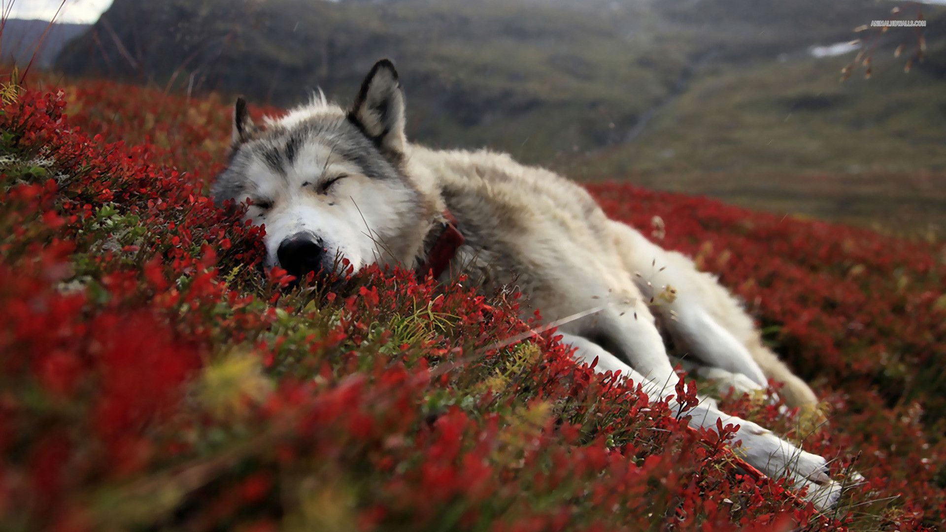 Lupo sdraiato tra fiori rossi, 1920x1080 Full HD, Desktop