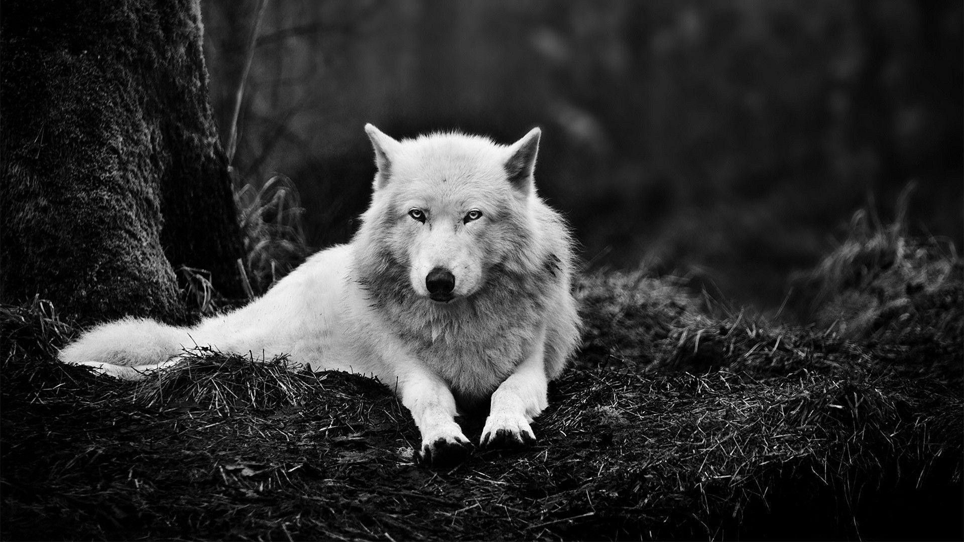 Lupo bianco sdraiato foresta, 1920x1080 Full HD, PC