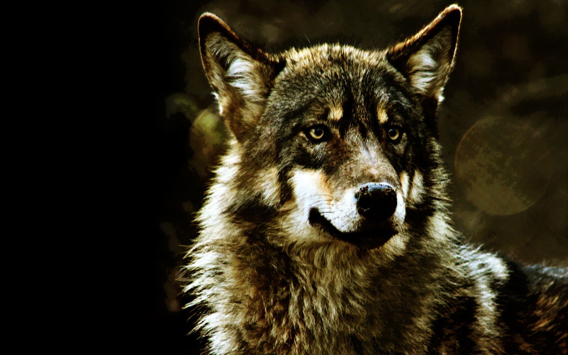 Ritratto lupo grigio sfondo scuro, 1920x1200 Full HD+ WUXGA, PC Desktop
