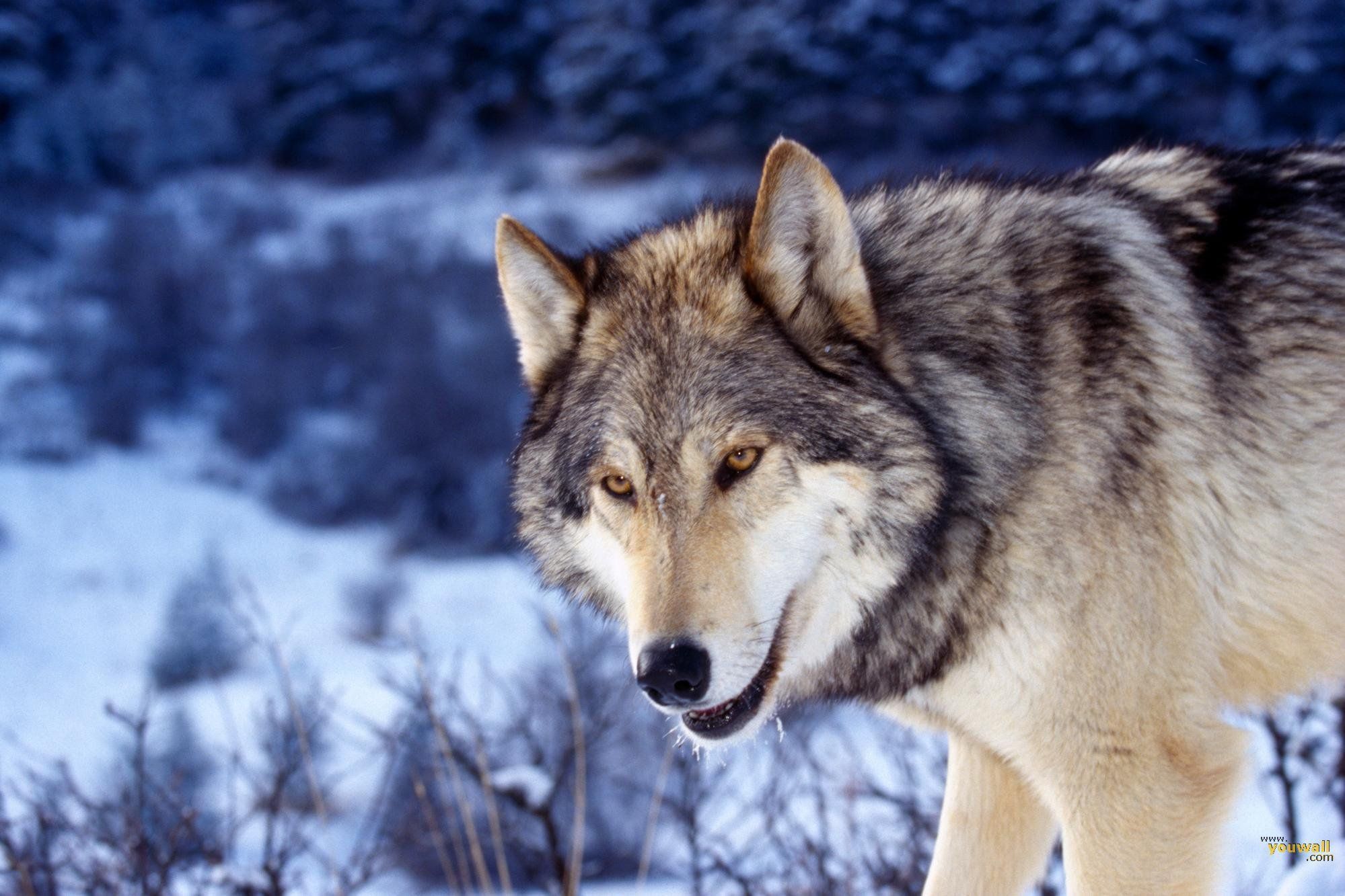 Lupo grigio nella neve, 1999x1333 Full HD+ WUXGA, Desktop