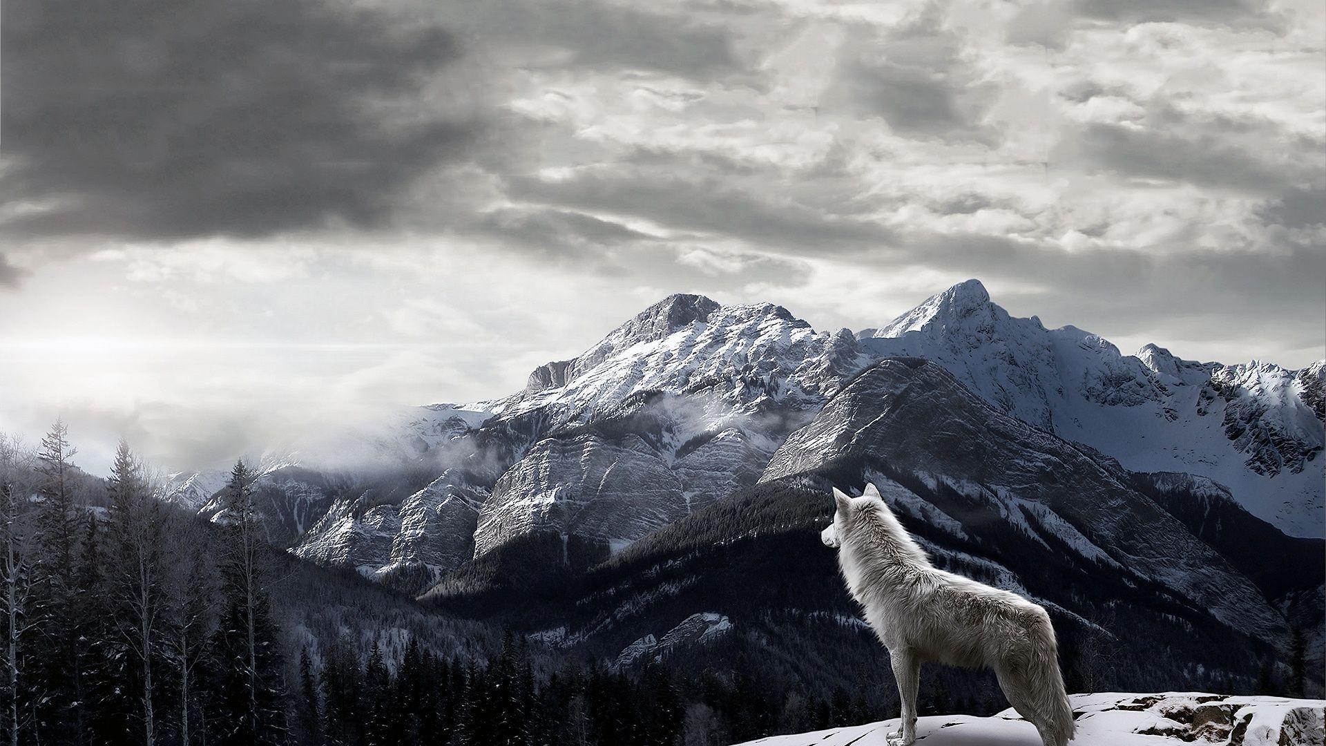 Lupo che ulula tra montagne innevate, 1920x1080 1080p, Desktop