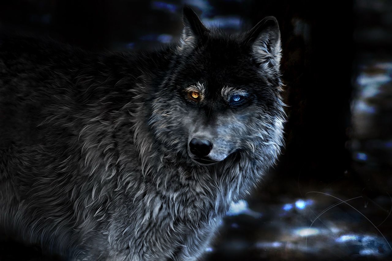 Lupo dipinto occhi eterocromatici, 1280x853 HD, PC Desktop