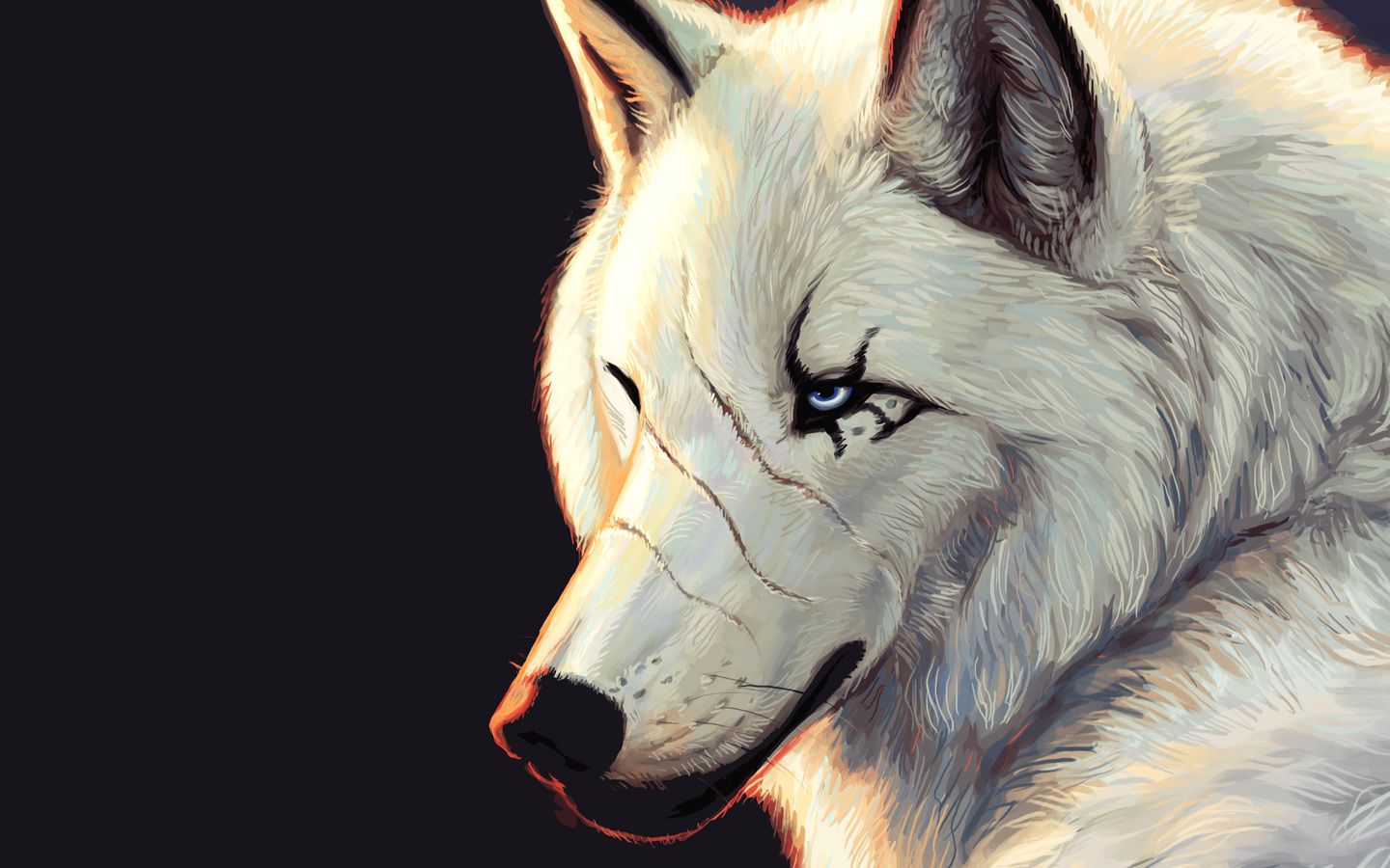 Lupo bianco occhi azzurri, 1440x900 720p, PC