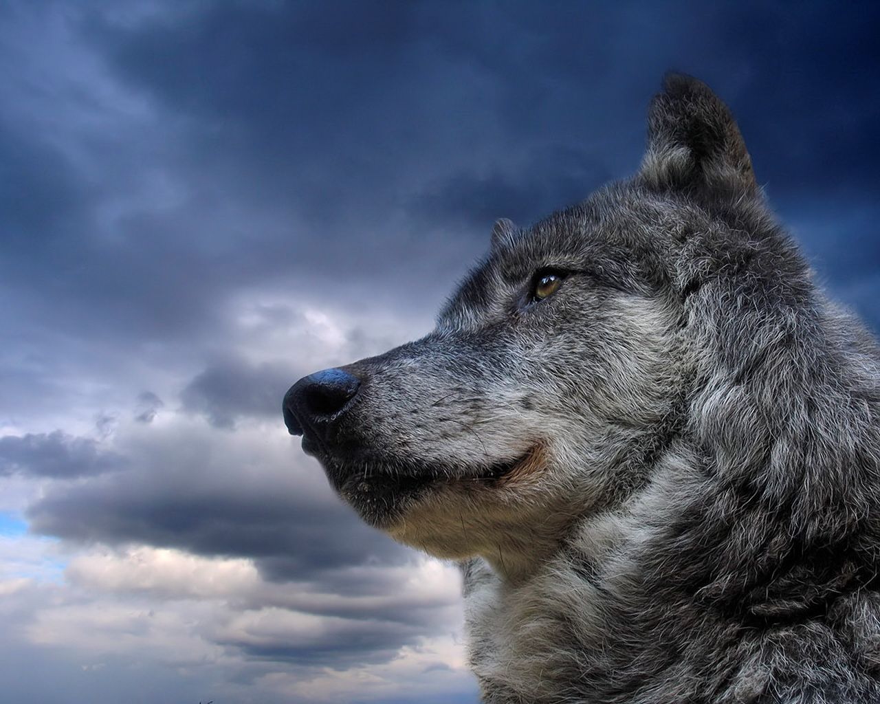 Lupo grigio profilo cielo nuvoloso, 1280x1024 HD, Desktop