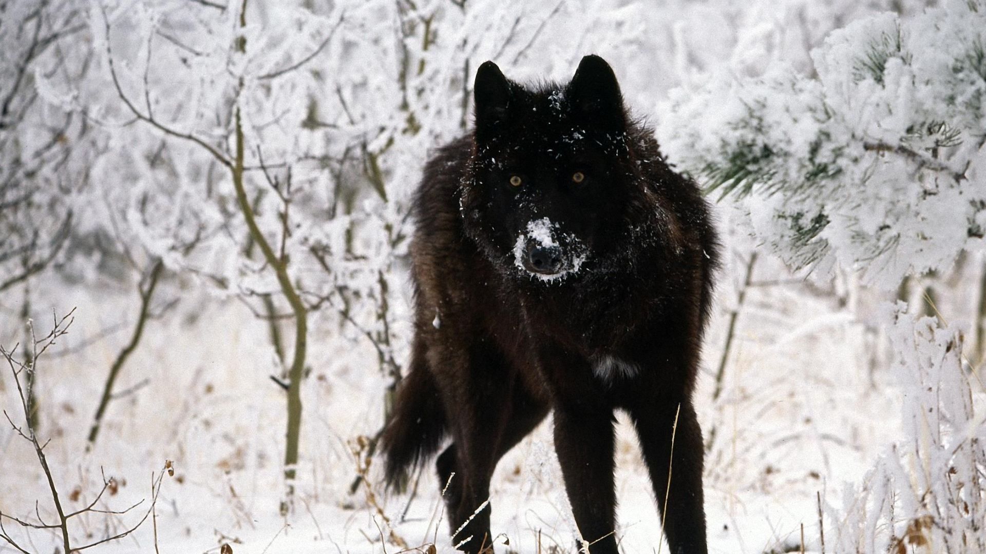 Lupo nero nella neve, 1920x1080 1080p, PC