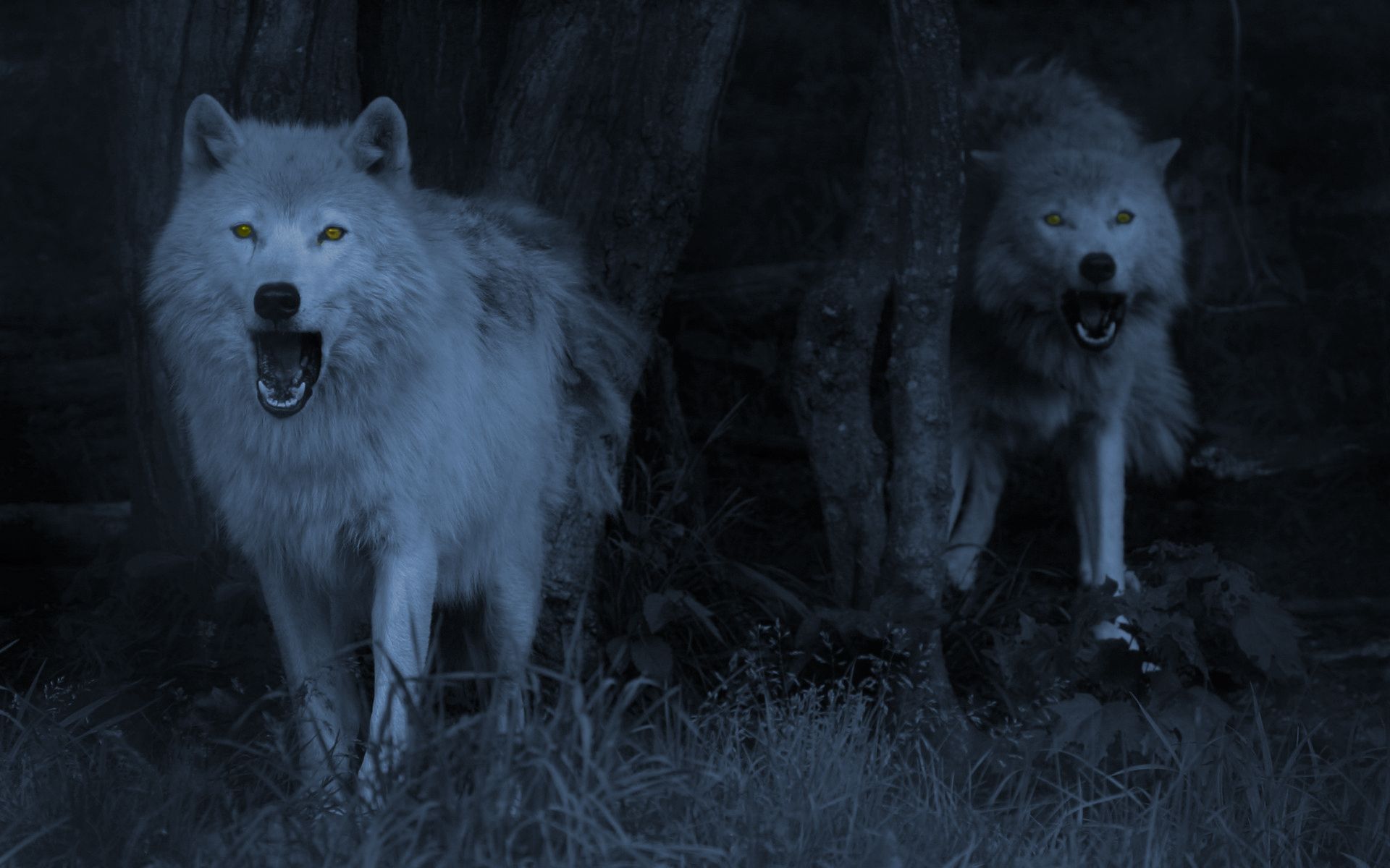 Due lupi bianchi notte, 1920x1200 Full HD+, Desktop