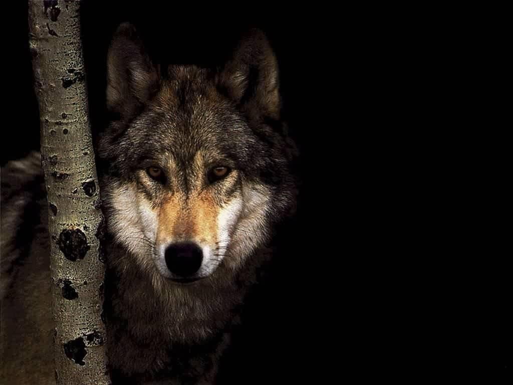 Lupo grigio nella notte, 1024x768 HD, PC Desktop