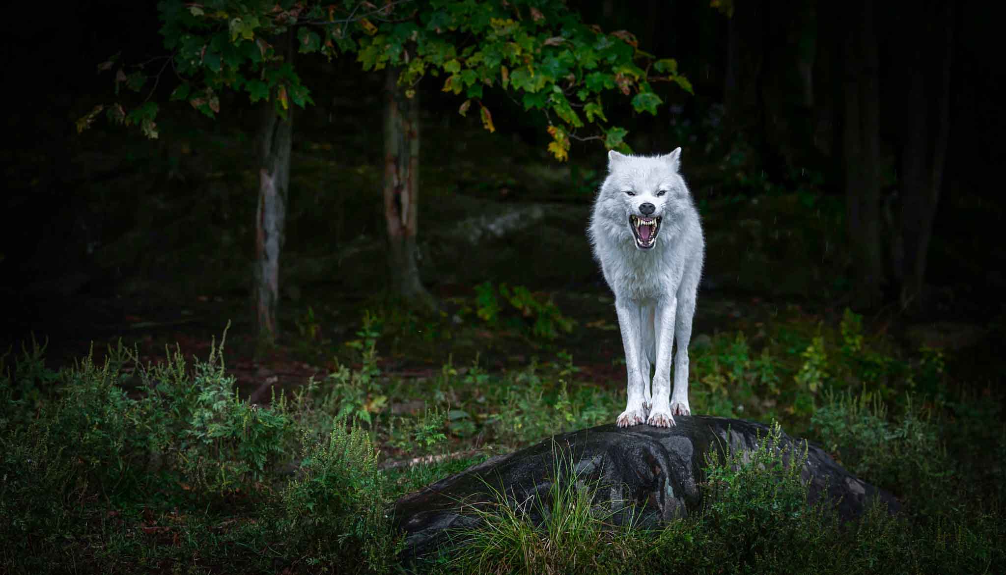 Lupo bianco nella foresta, 2048x1172 2K, PC