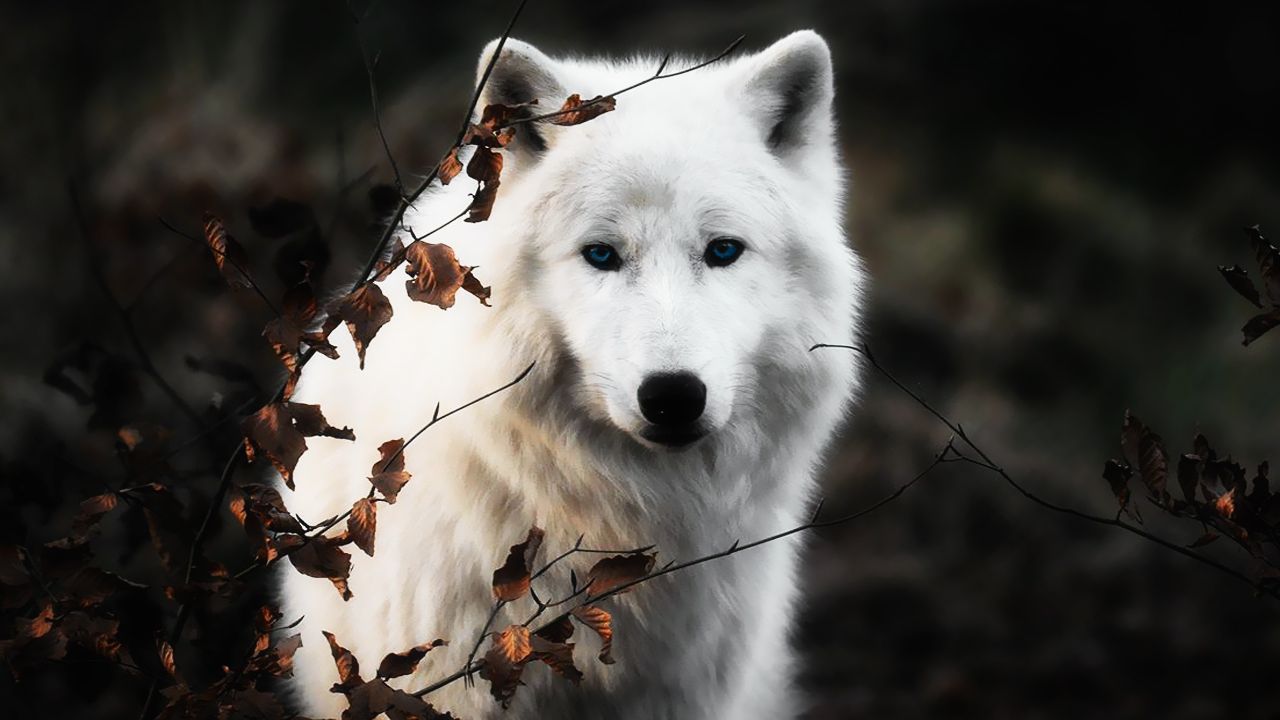 Lupo bianco tra foglie autunnali, 1280x720 720p, Laptop