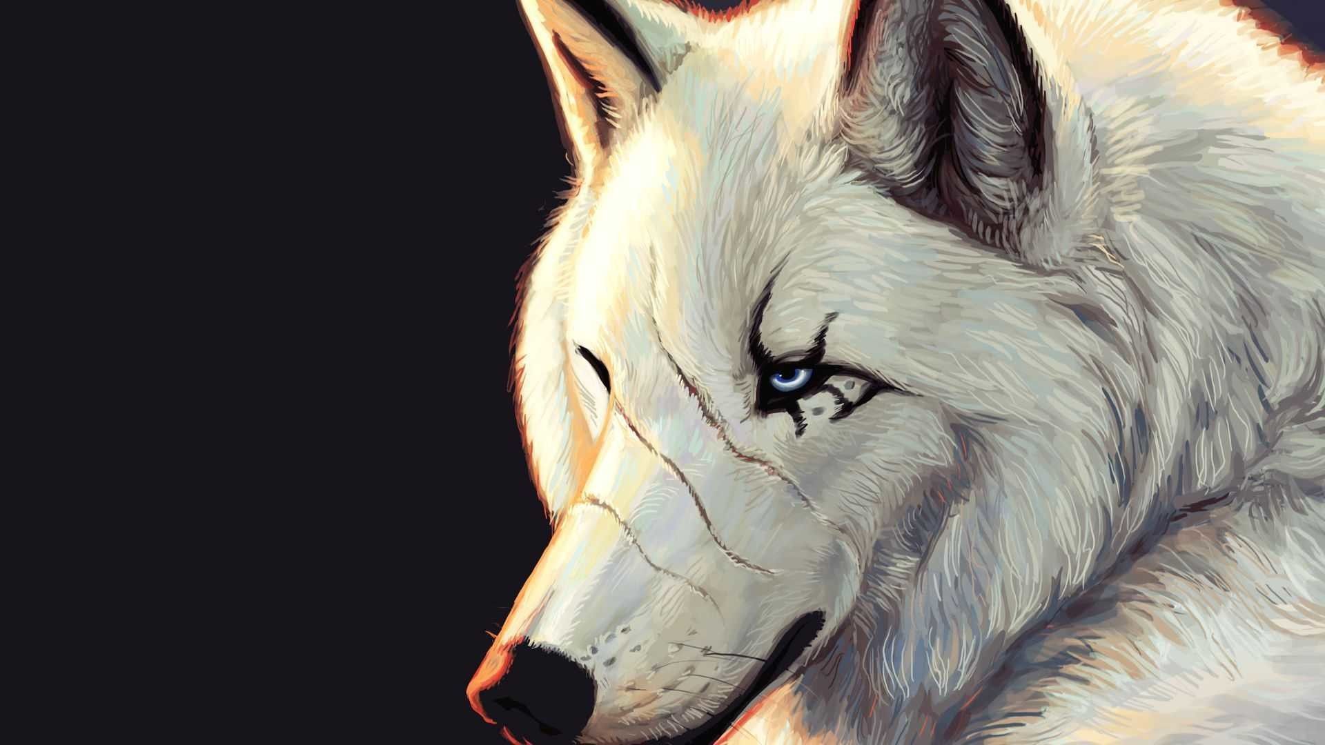 Lupo bianco su sfondo nero, 1920x1080 Full HD, PC Desktop