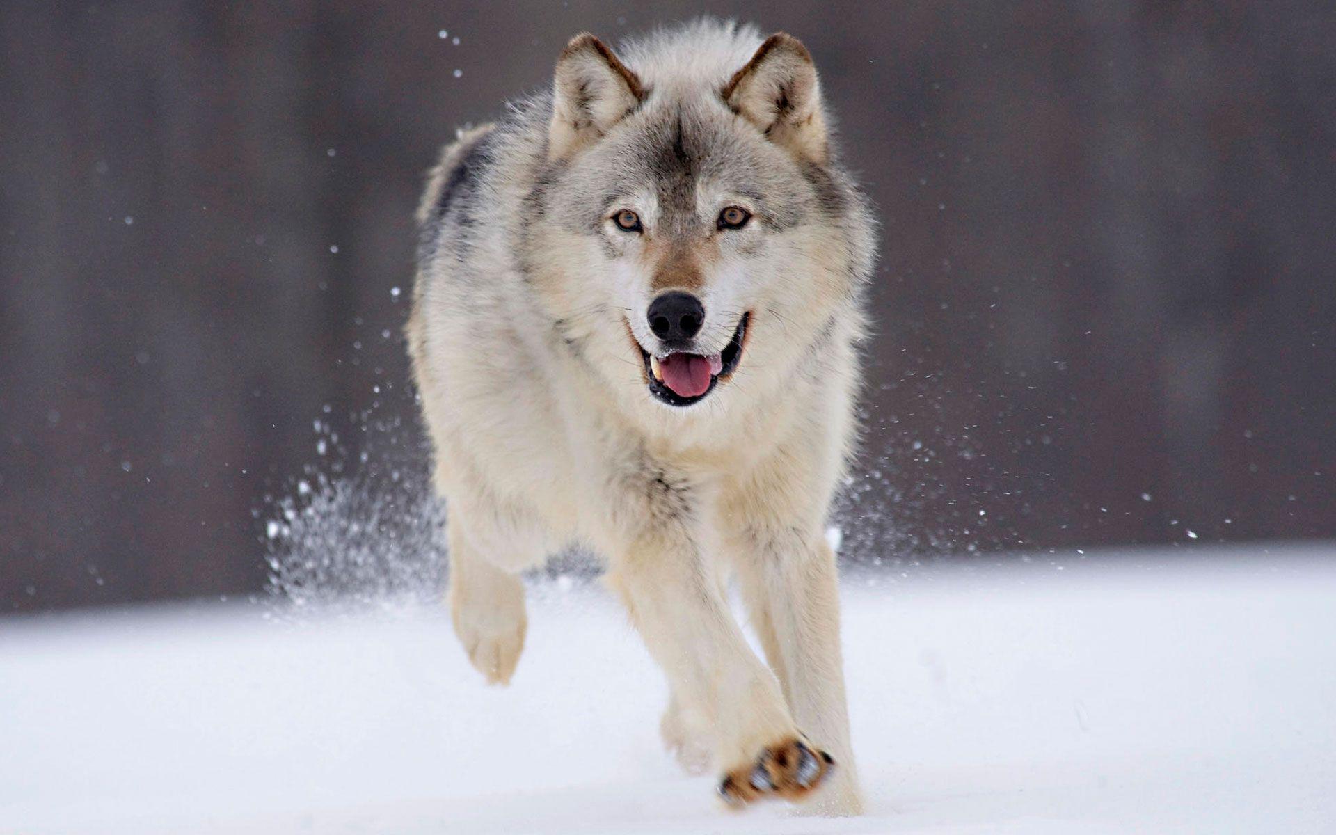 Lupo che corre nella neve, 1920x1200 Full HD+ WUXGA, iMac