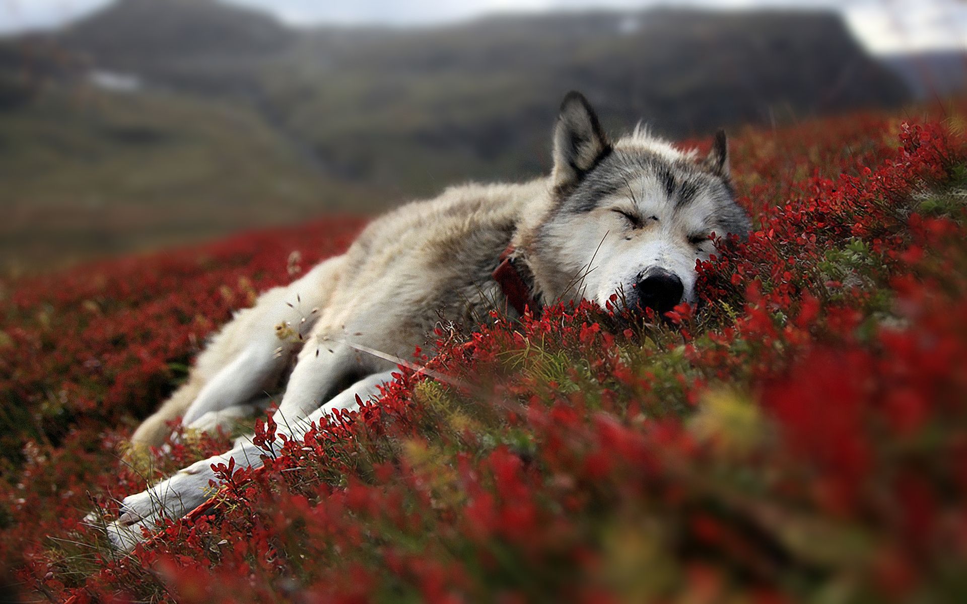 Lupo sdraiato tra erba rossa, 1920x1200 Full HD+, Desktop