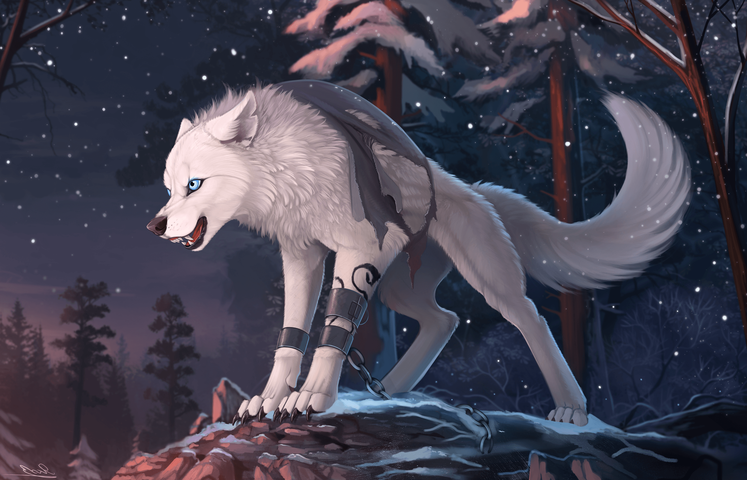 Lupo bianco furry notturno, 2460x1580 alta risoluzione, PC