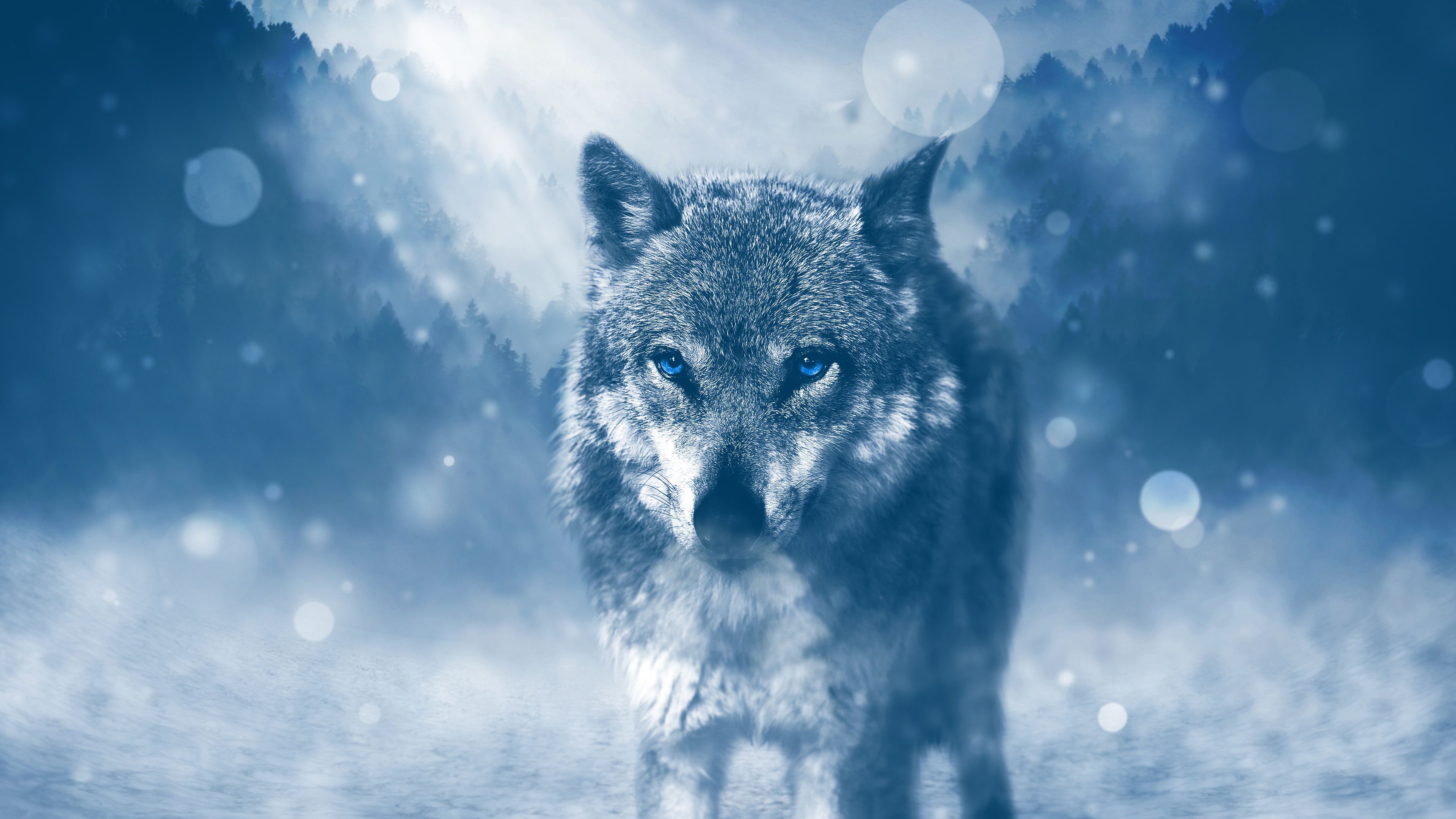 Lupo nella neve blu, 3840x2160 4K Ultra HD, Monitor 4K