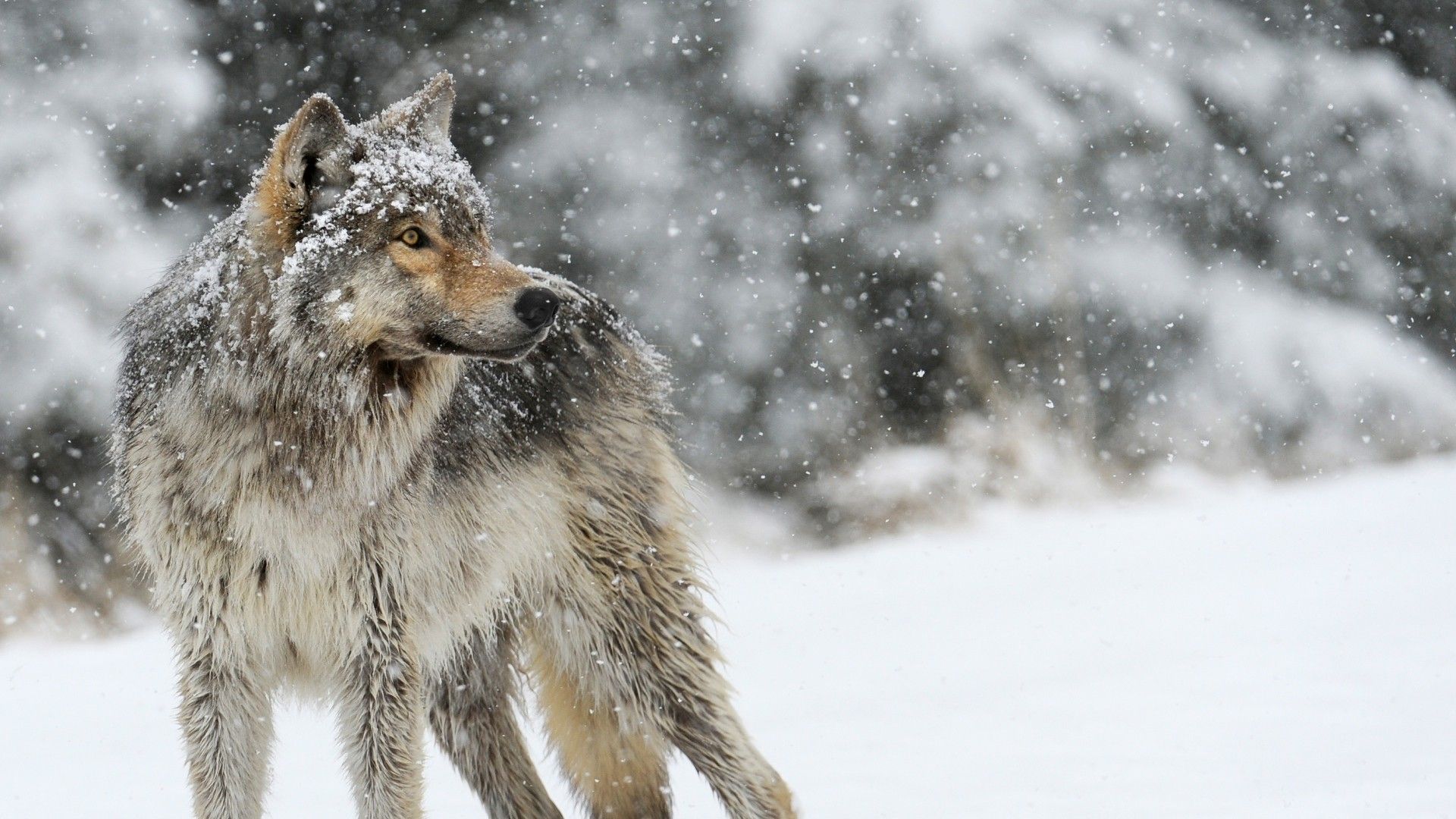 Lupo grigio nella neve, 1920x1080 1080p, Laptop