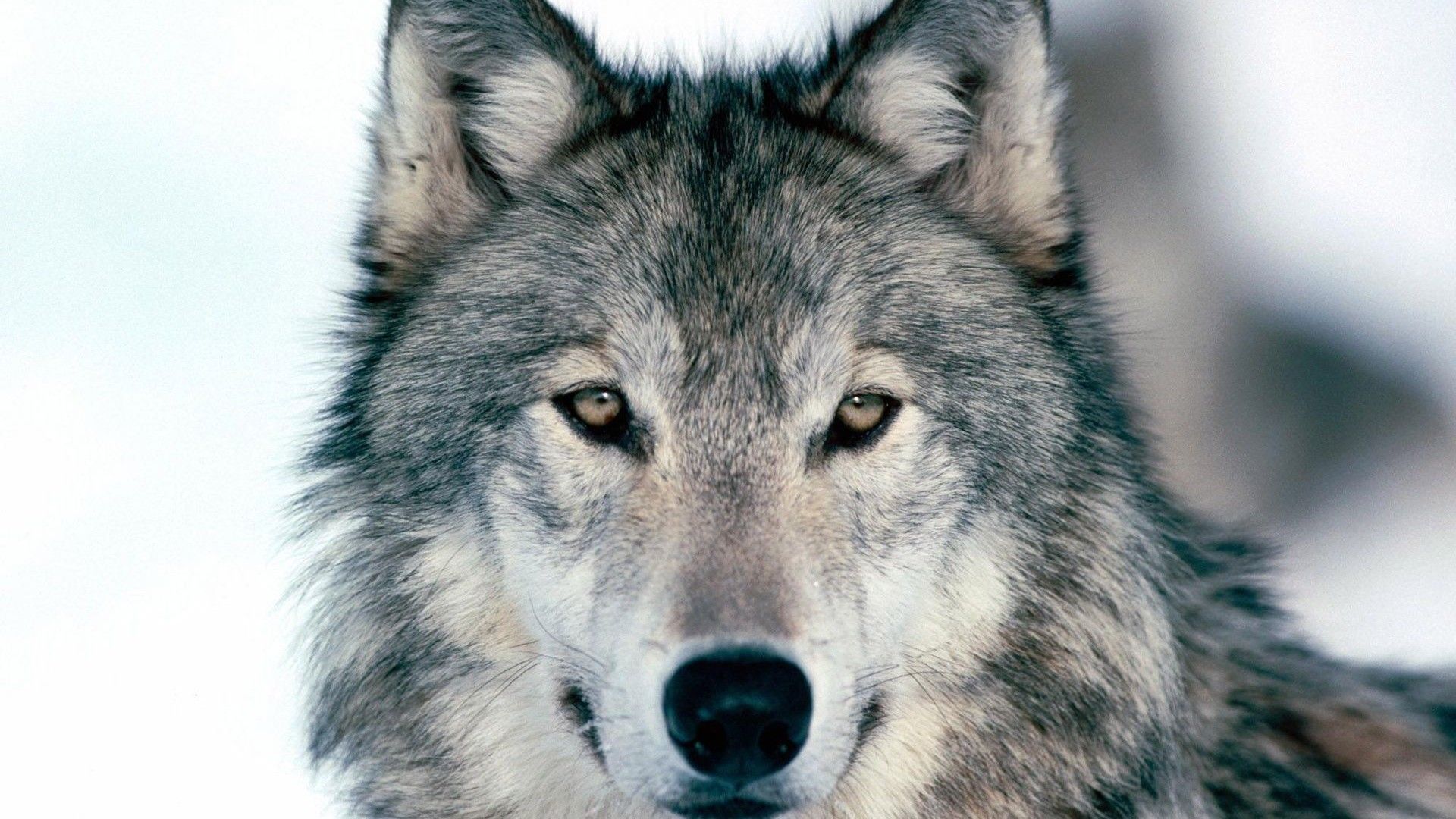 Lupo grigio nella neve, 1920x1080 Full HD 1080p, Desktop