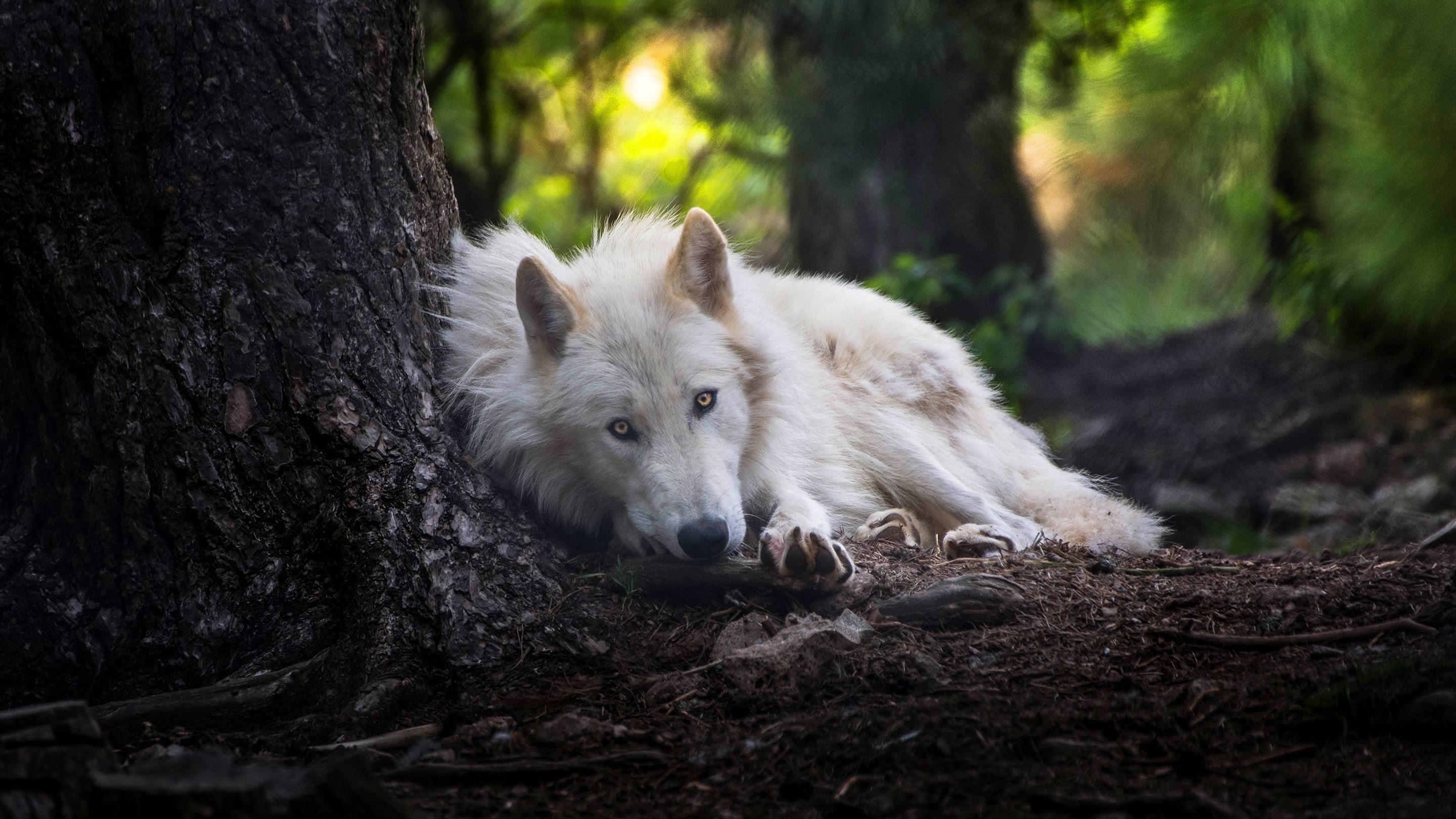 Lupo bianco sdraiato nel bosco, 2880x1620 WQXGA, Desktop