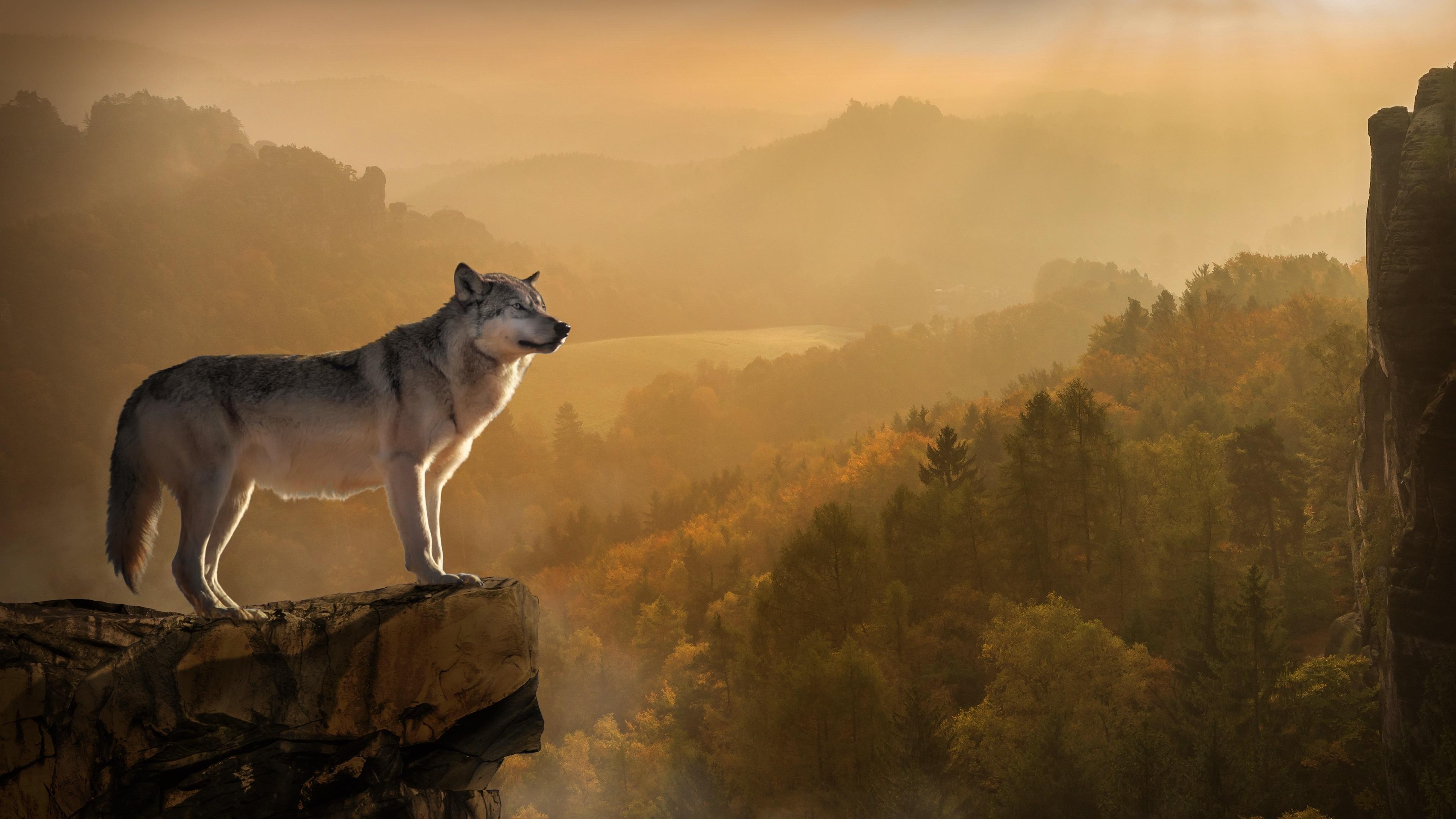 Lupo su roccia al tramonto, 3840x2160 4K Ultra HD, Monitor 4K