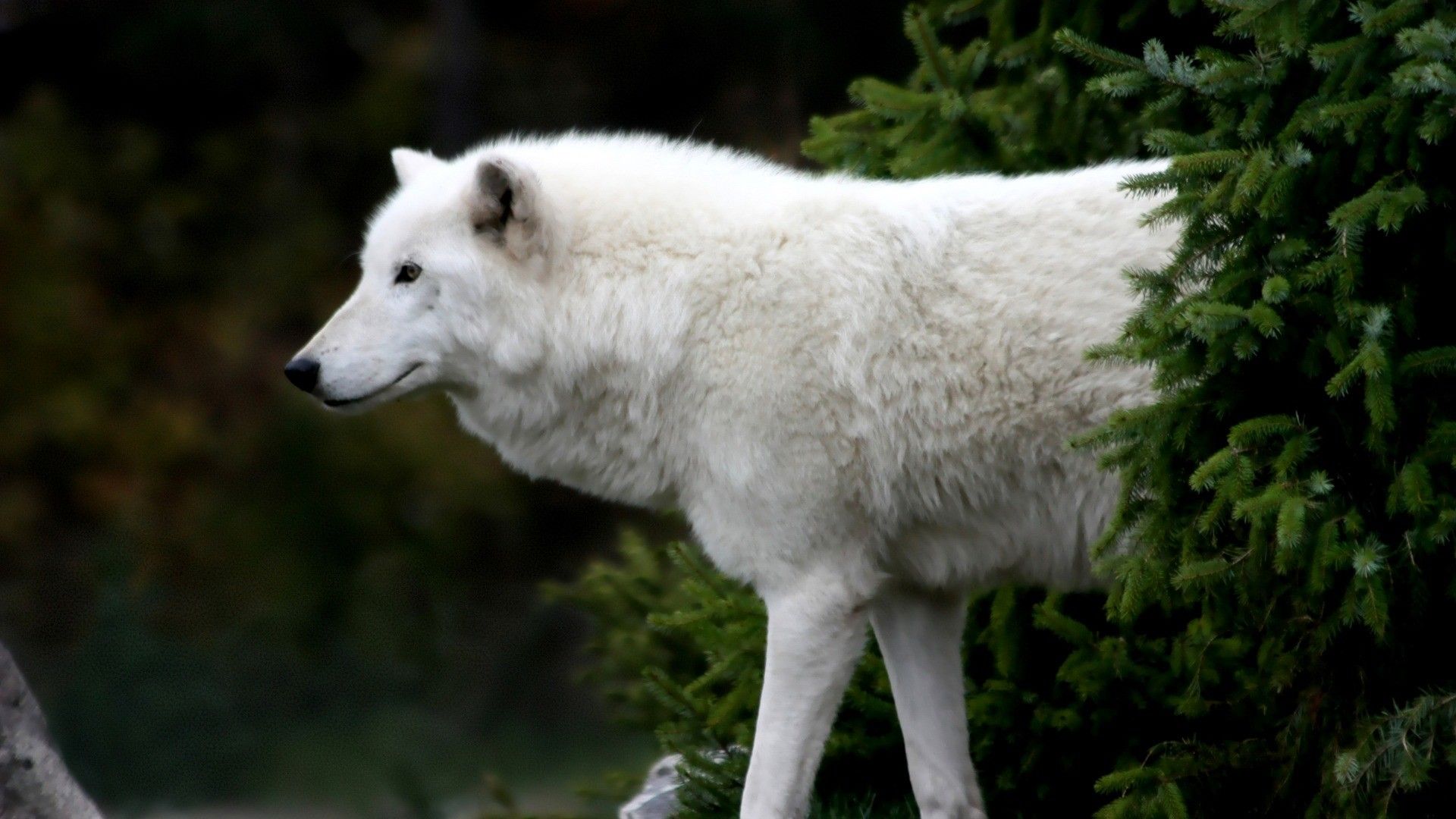 Lupo artico bianco, 1920x1080 Full HD, PC