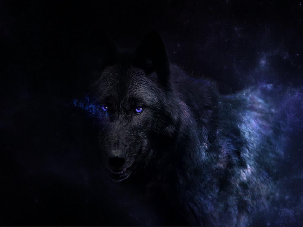 Lupo nero occhi blu notte, 1024x768 HD, Laptop