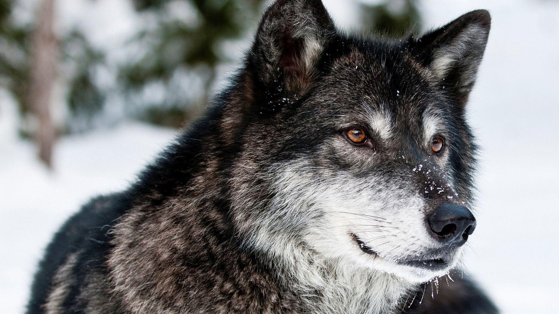 Lupo grigio nella neve, 1920x1080 Full HD 1080p, Desktop