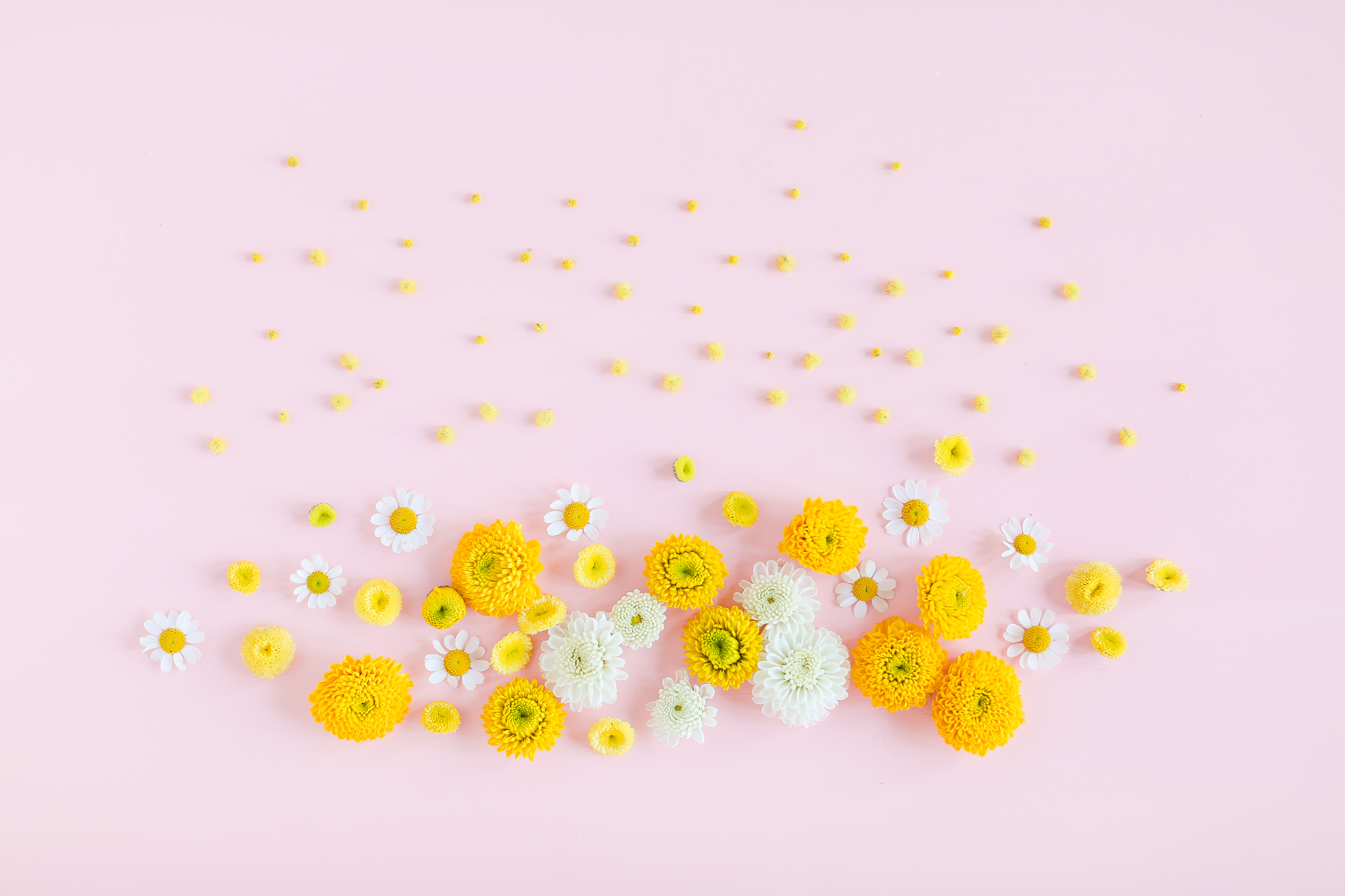 Fiori gialli e bianchi su rosa, 3840x2560 Ultra HD, 4K TV