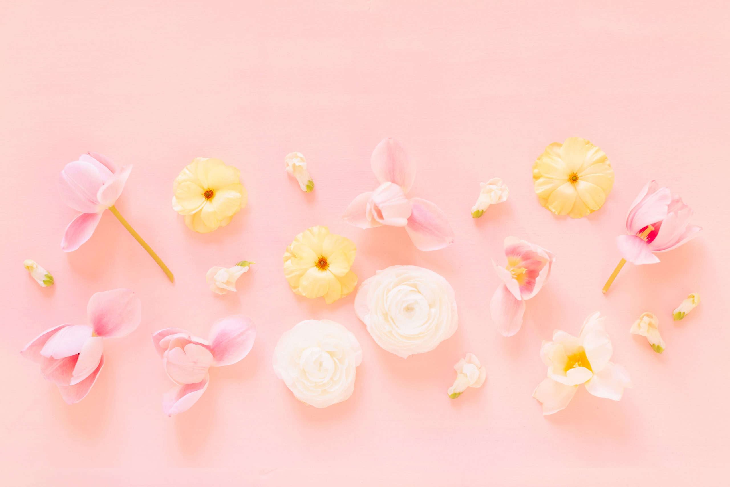 Fiori rosa e gialli su rosa, 2560x1707 2K+, Desktop