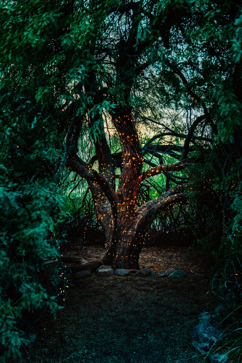 Albero magico nel bosco, 1000x1499 Full HD Verticale, Smartphone