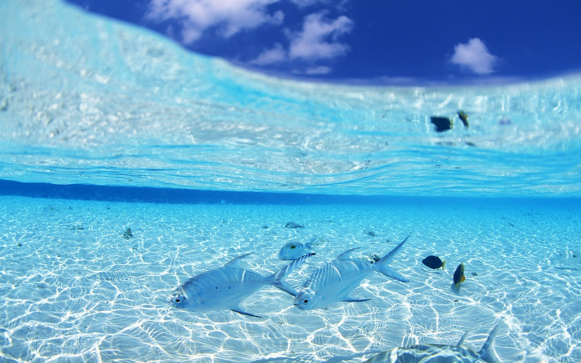 Pesci in mare cristallino, 1920x1200 WUXGA, PC