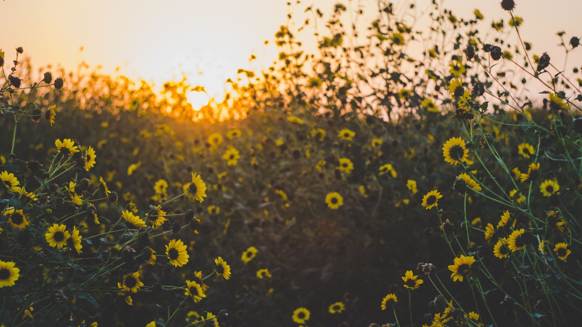 Margherite gialle al tramonto, 1920x1080 1080p, Desktop