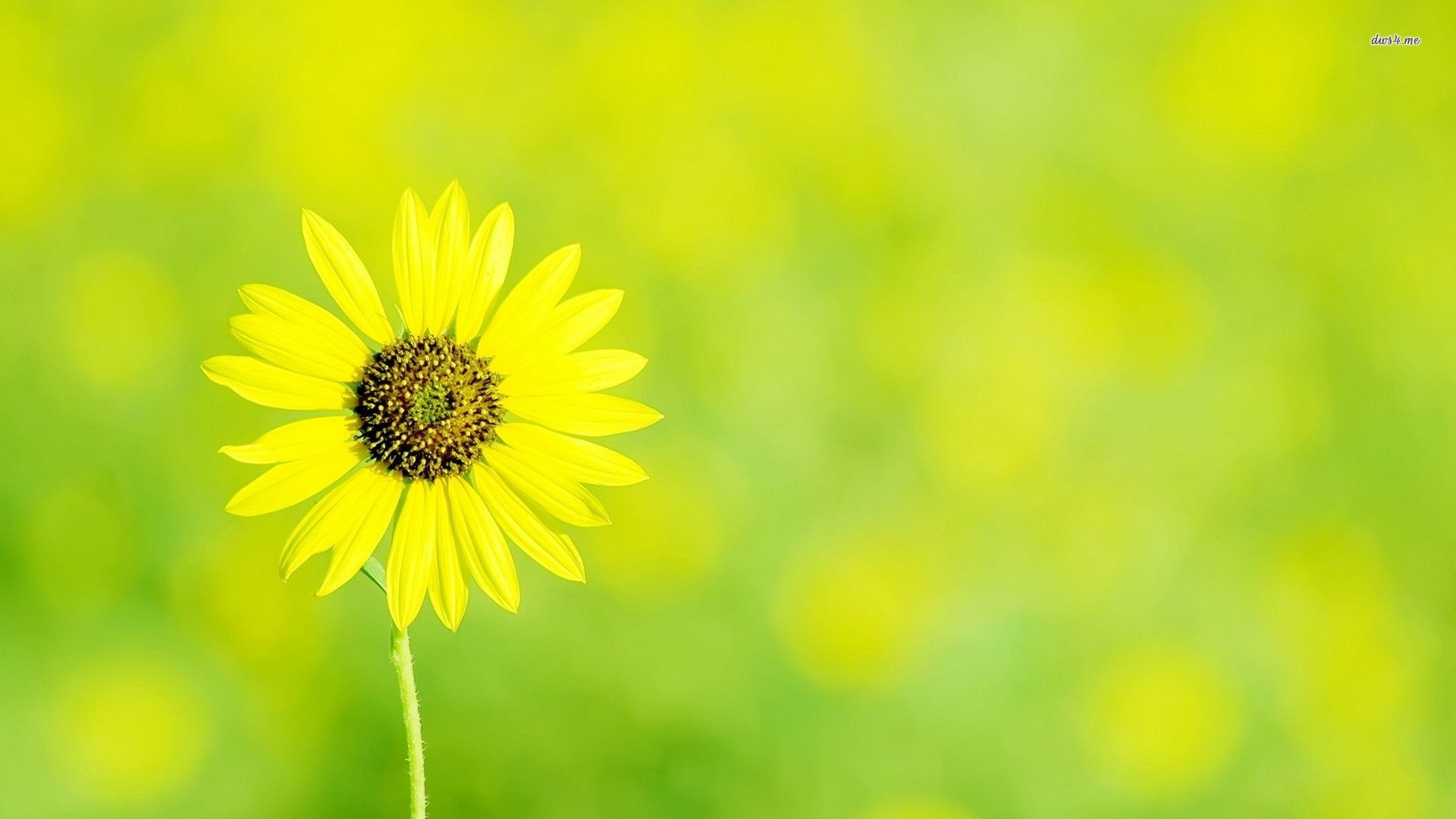 Margherita gialla su verde, 1920x1080 Full HD, PC Desktop