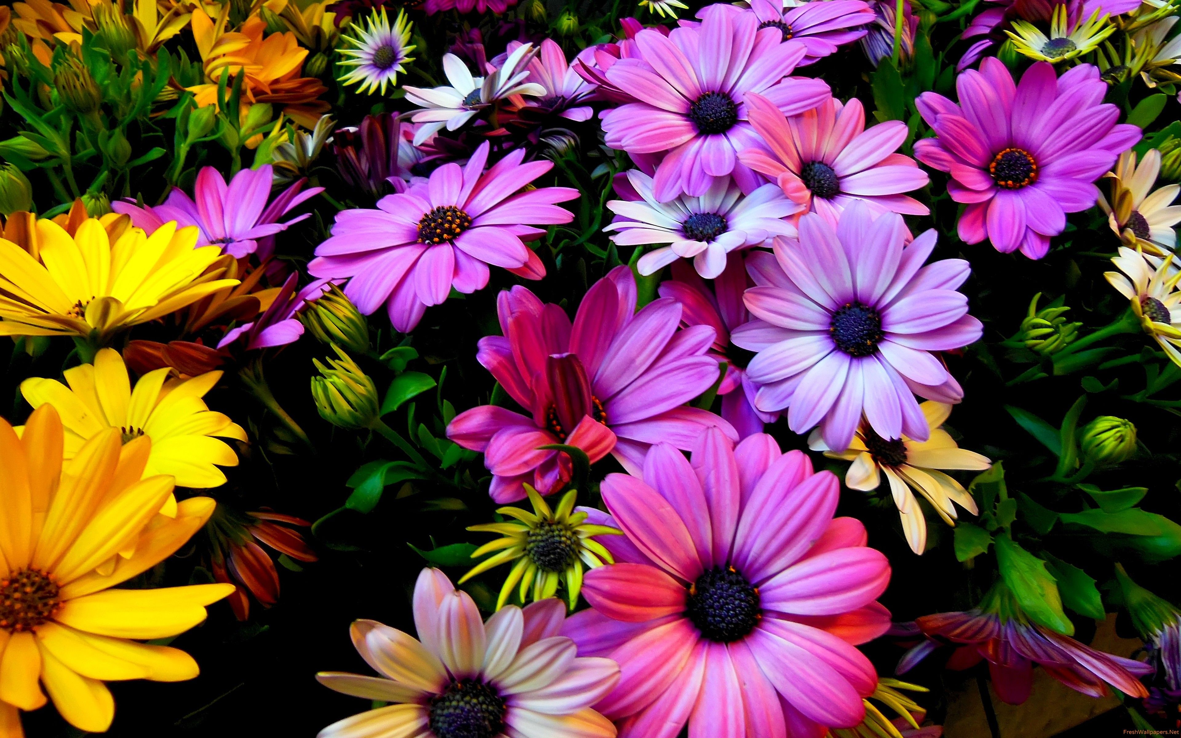Margherite viola e gialle, 3840x2400 4K Ultra HD, Monitor 4K